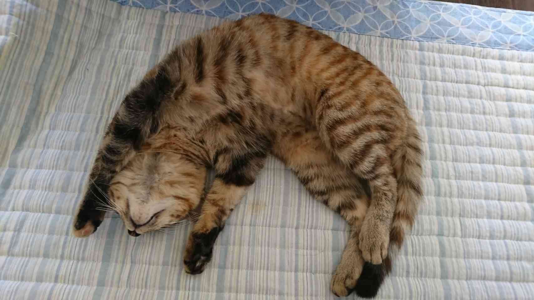 (身バレしない程度に)お宅の猫ちゃん見せてください！part8