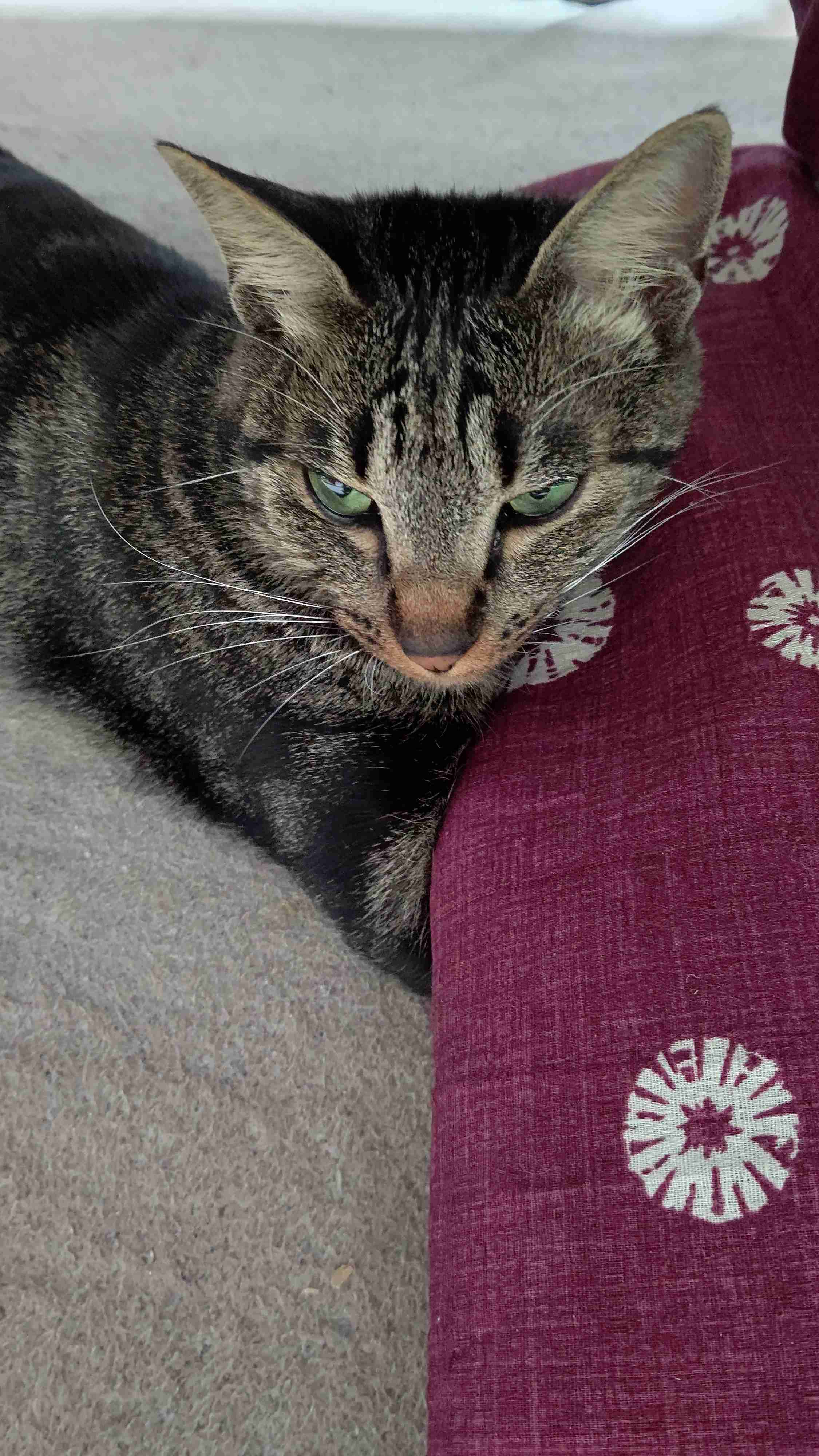 (身バレしない程度に)お宅の猫ちゃん見せてください！part8