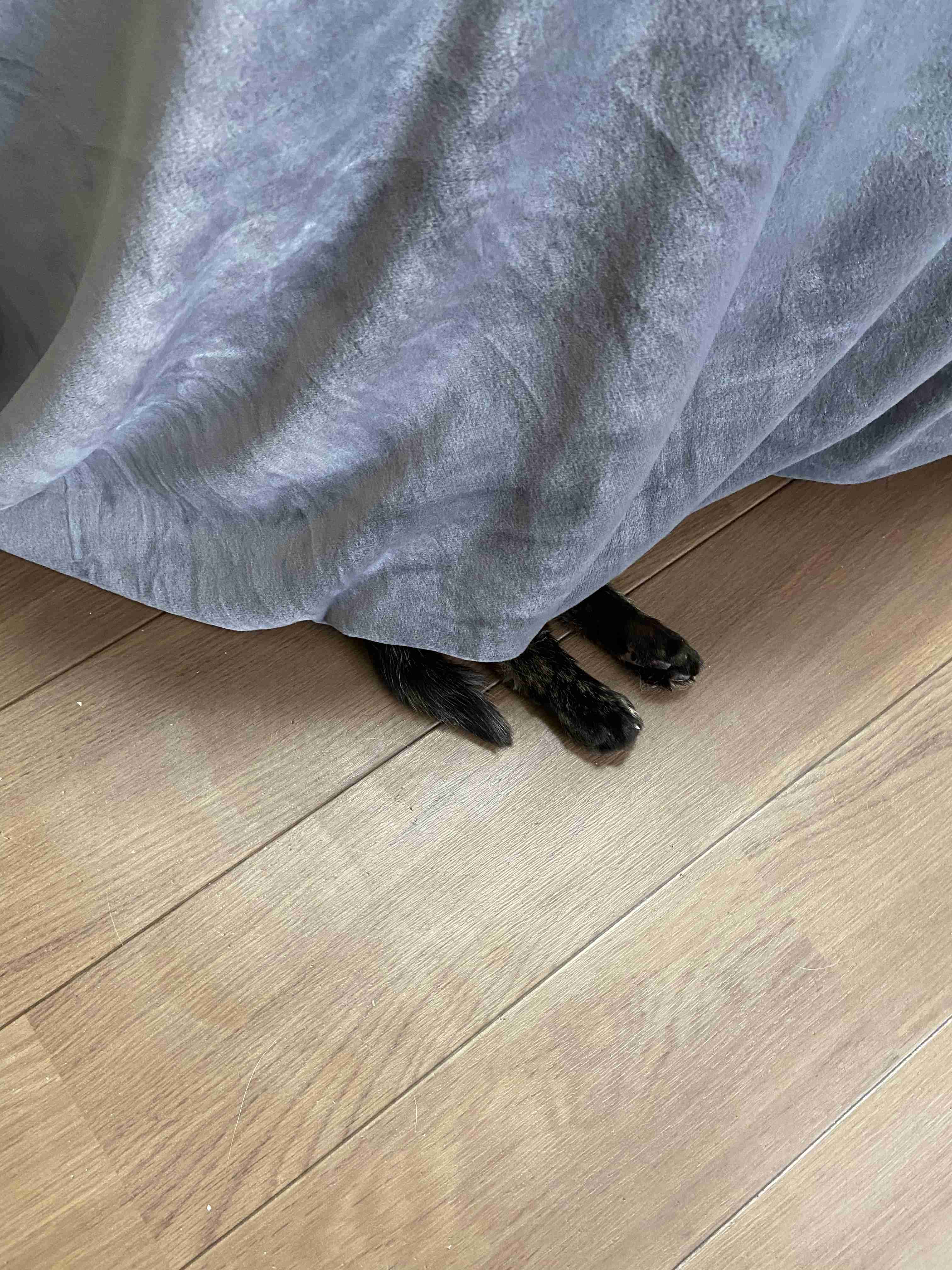 (身バレしない程度に)お宅の猫ちゃん見せてください！part8