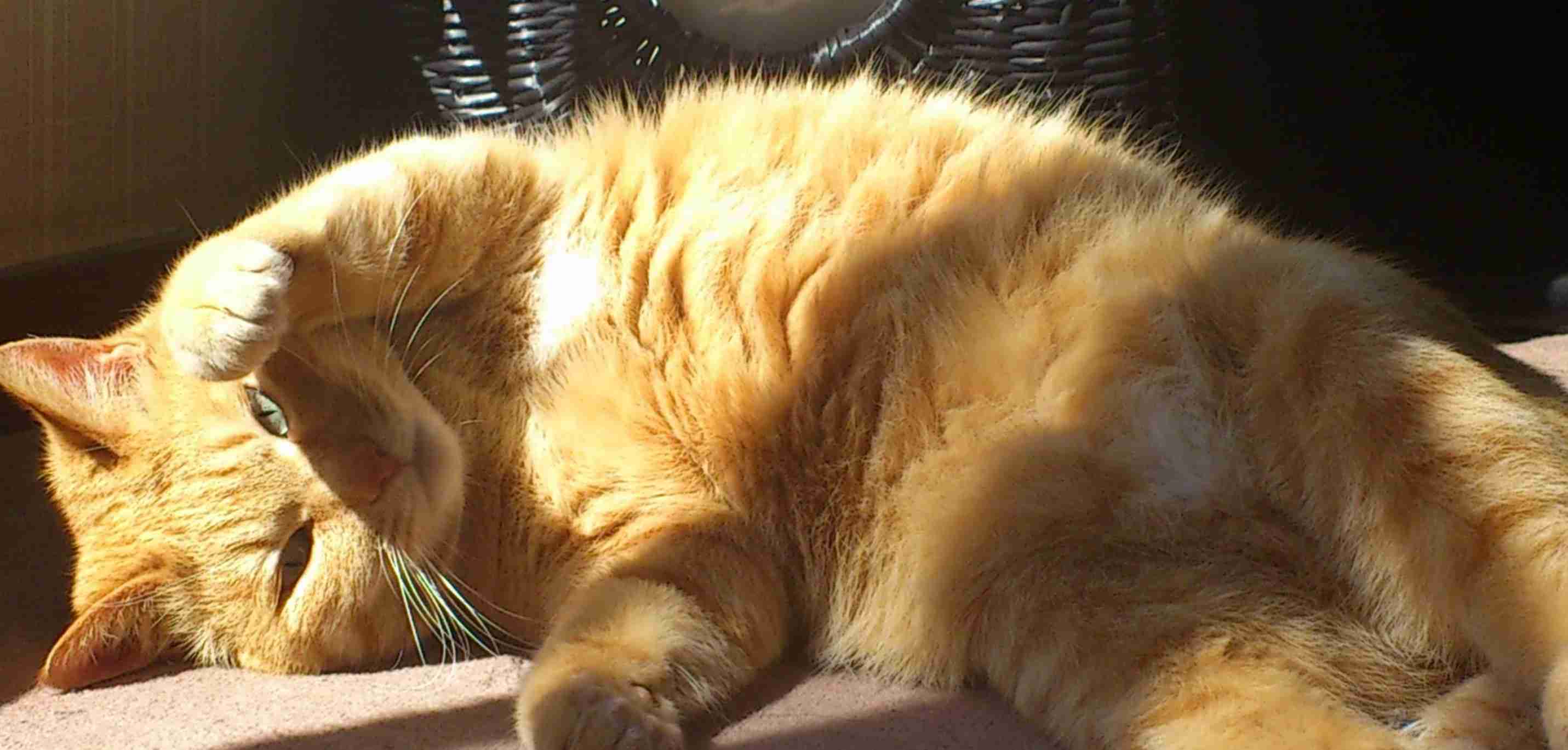 (身バレしない程度に)お宅の猫ちゃん見せてください！part8