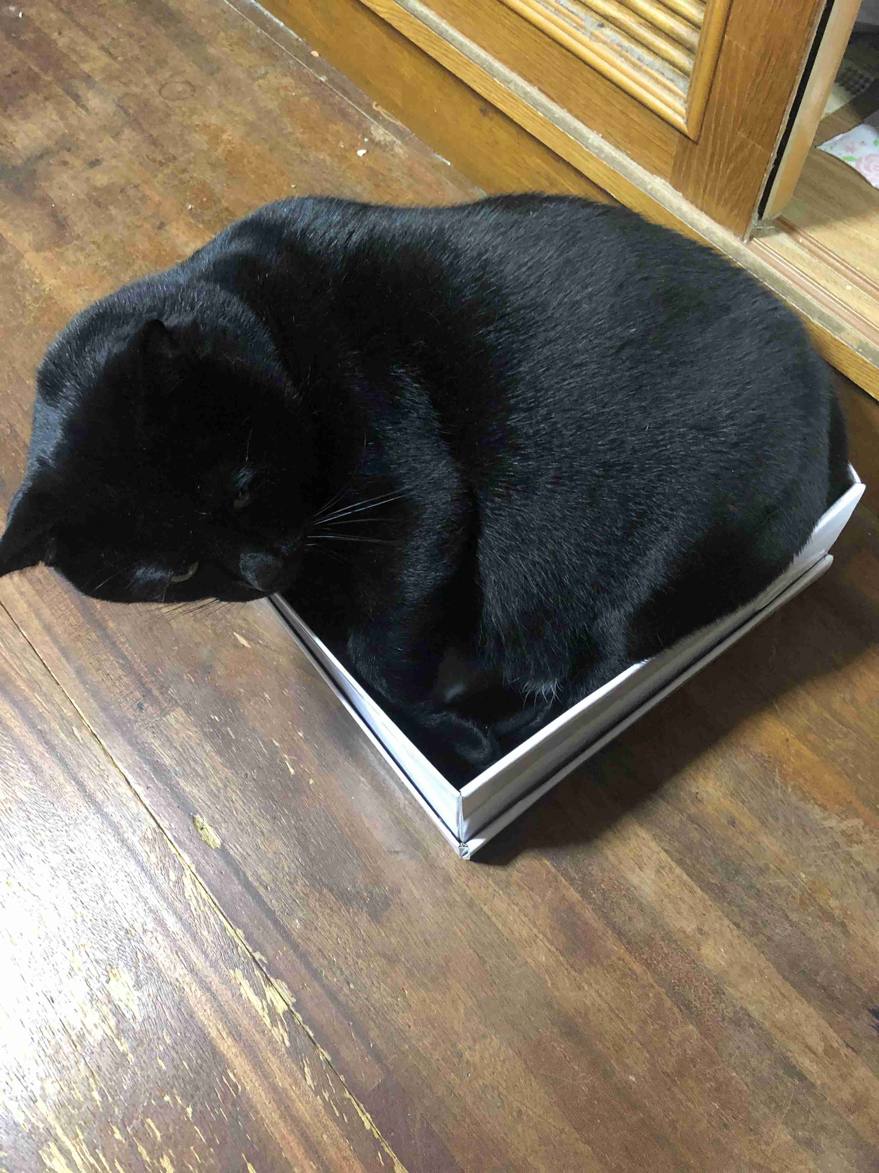 (身バレしない程度に)お宅の猫ちゃん見せてください！part8