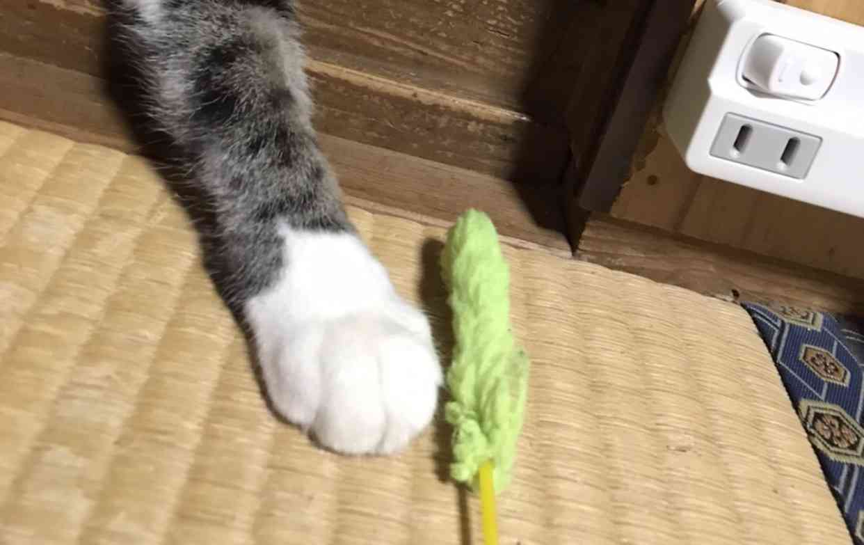 (身バレしない程度に)お宅の猫ちゃん見せてください！part8