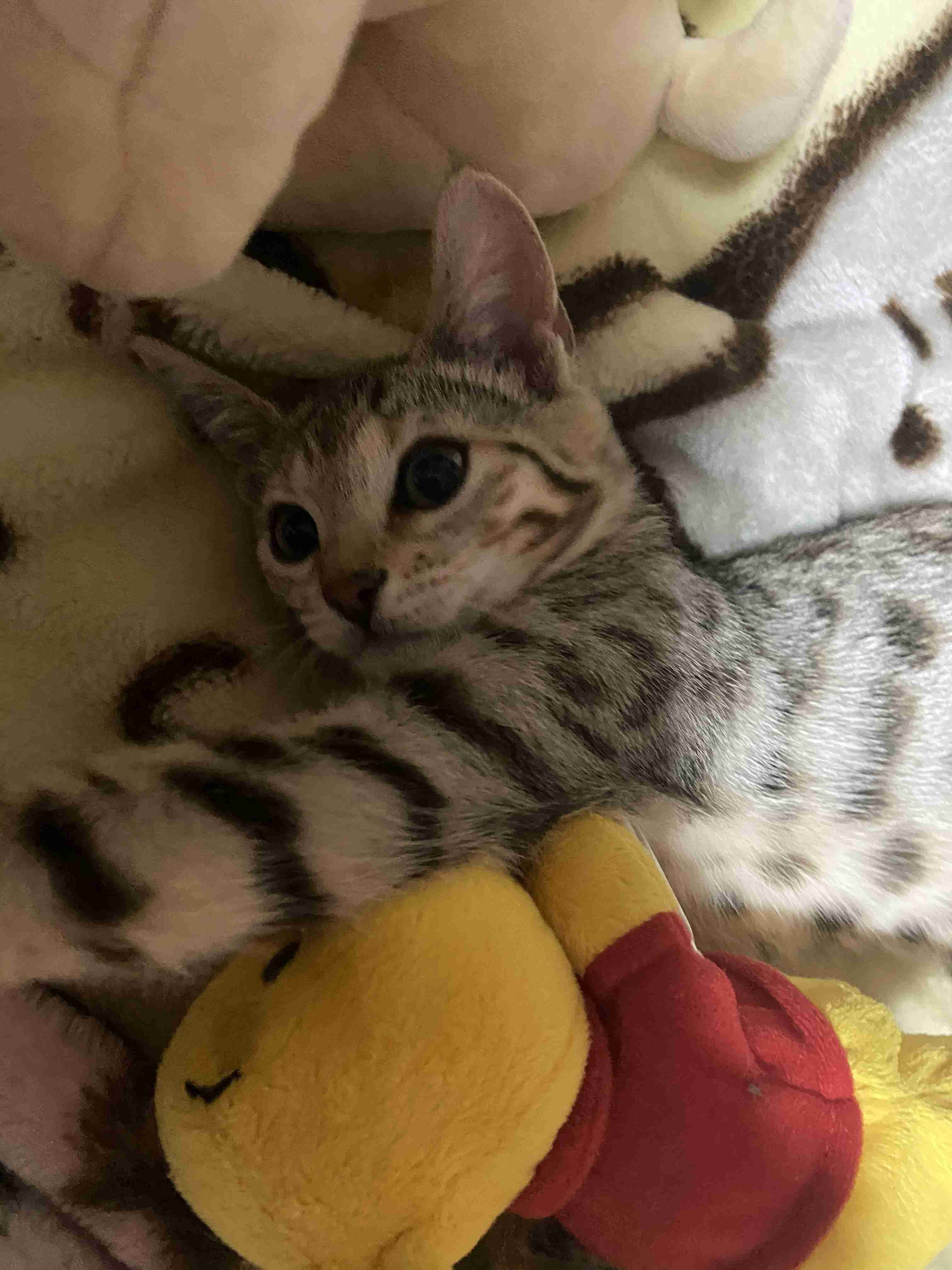 (身バレしない程度に)お宅の猫ちゃん見せてください！part8