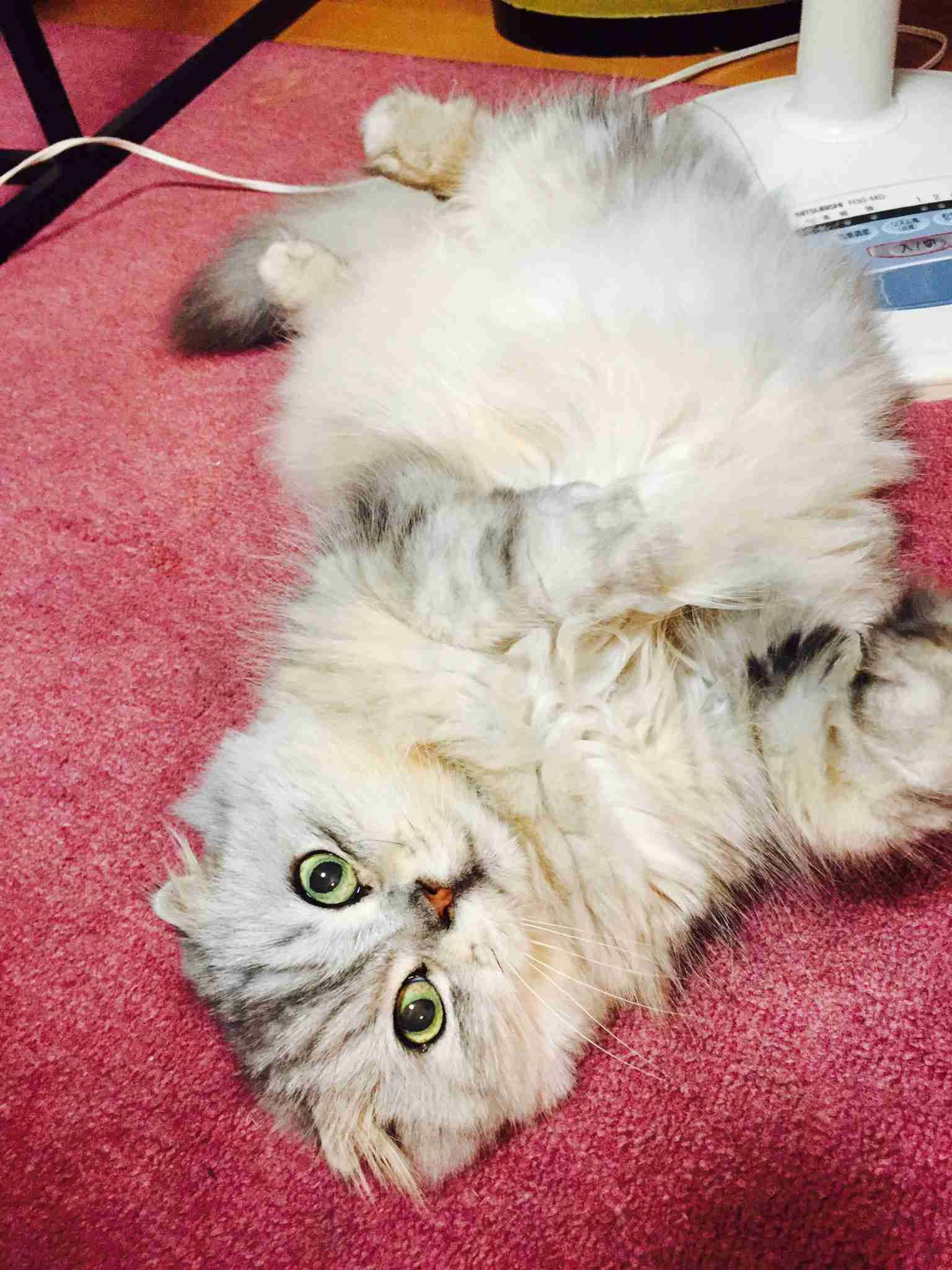 (身バレしない程度に)お宅の猫ちゃん見せてください！part8