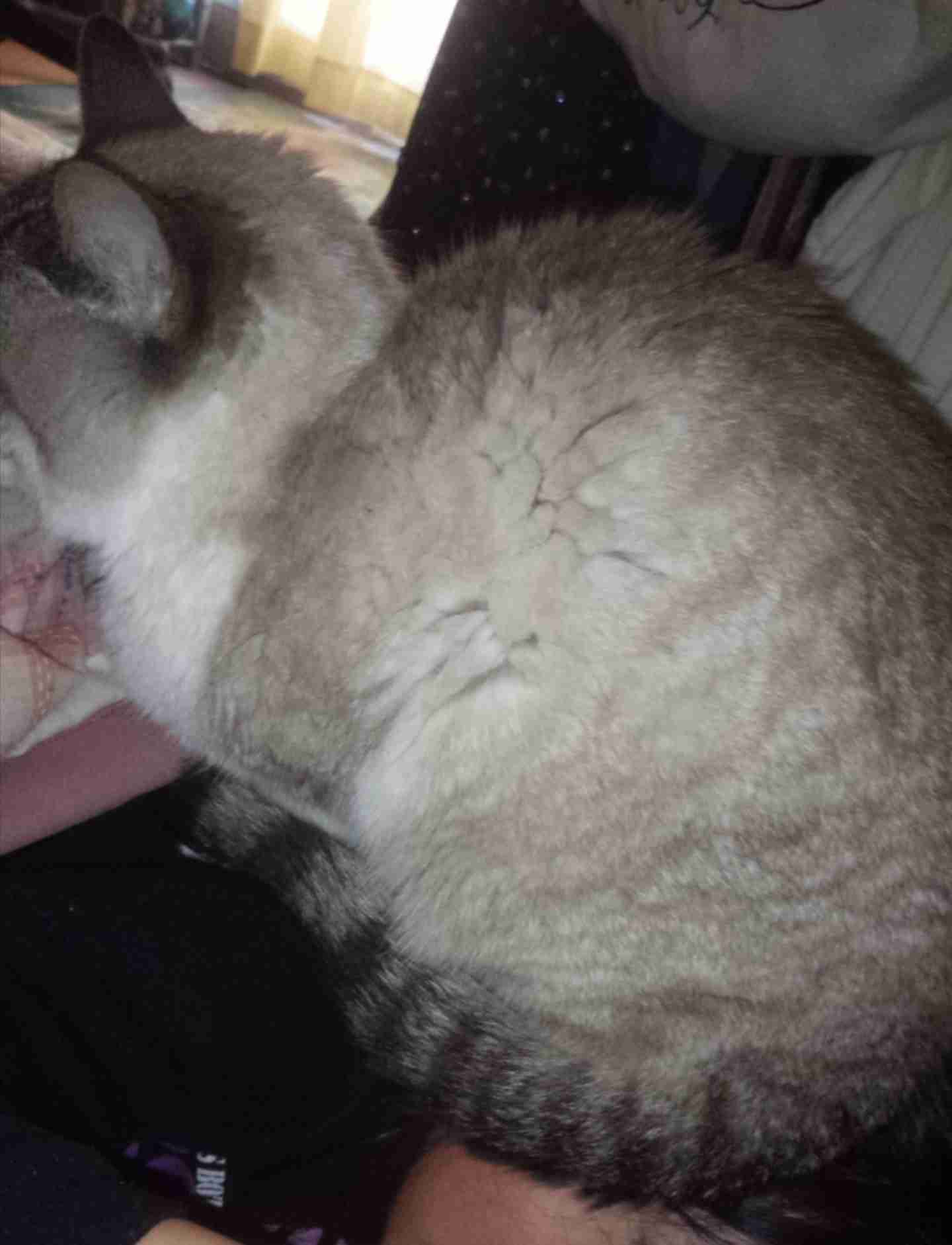 (身バレしない程度に)お宅の猫ちゃん見せてください！part8