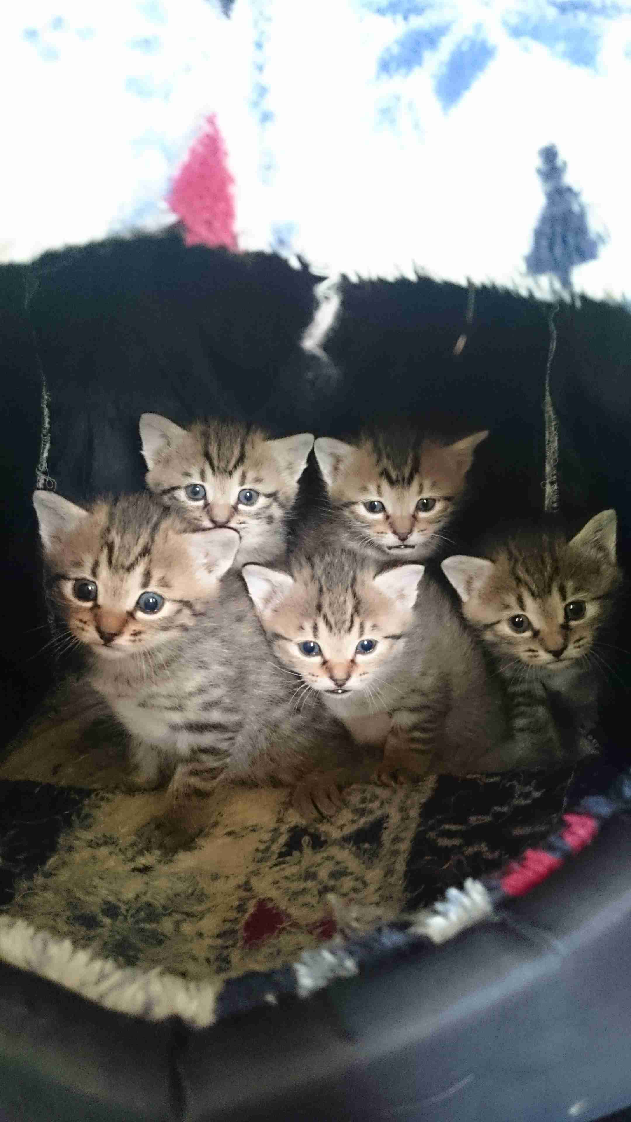 (身バレしない程度に)お宅の猫ちゃん見せてください！part8