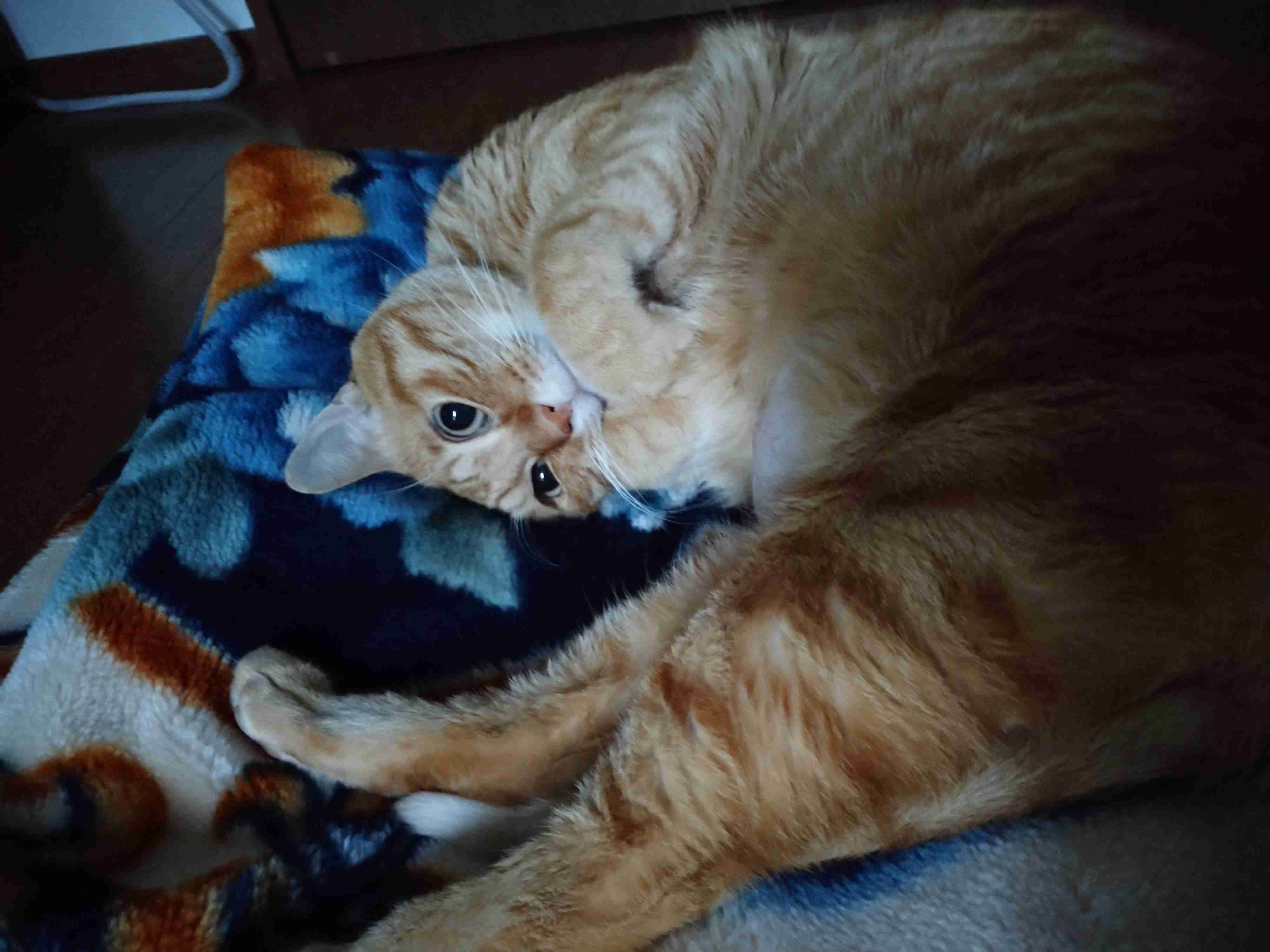 (身バレしない程度に)お宅の猫ちゃん見せてください！part8