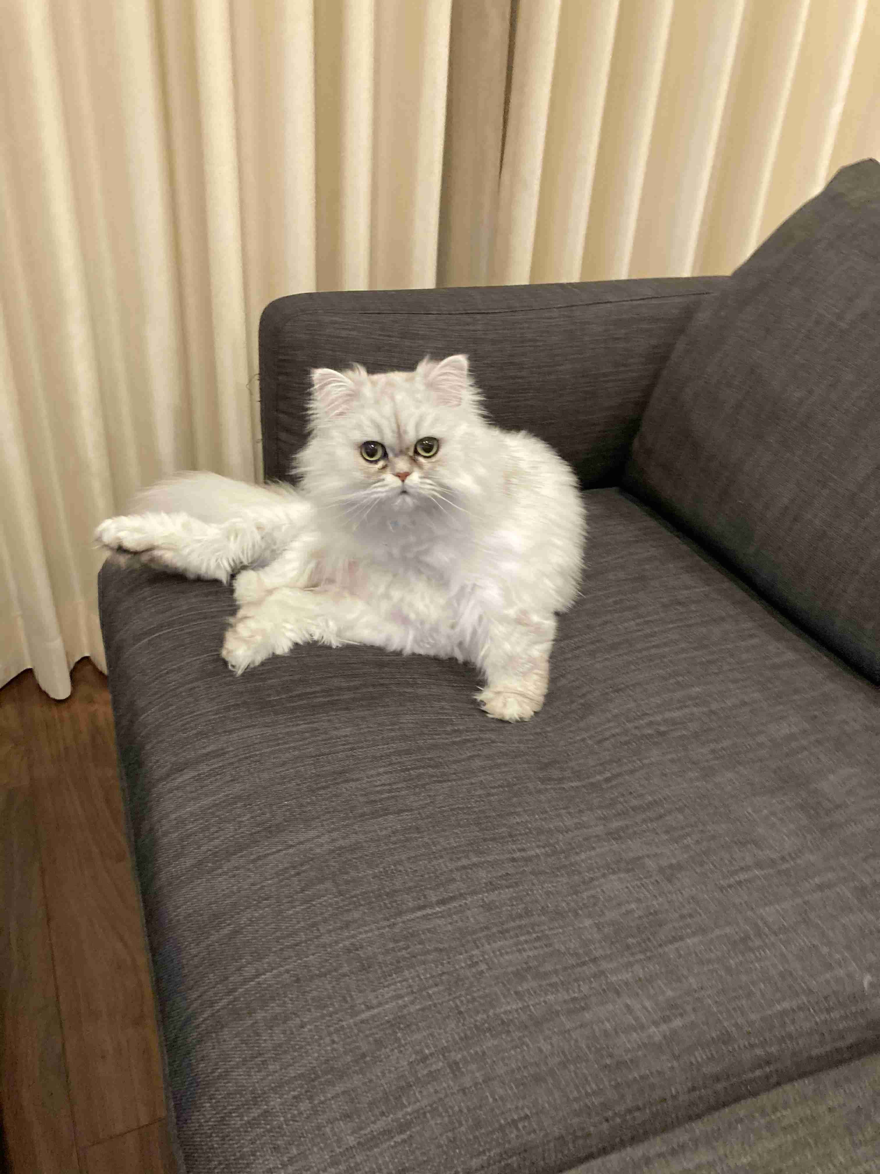 (身バレしない程度に)お宅の猫ちゃん見せてください！part8