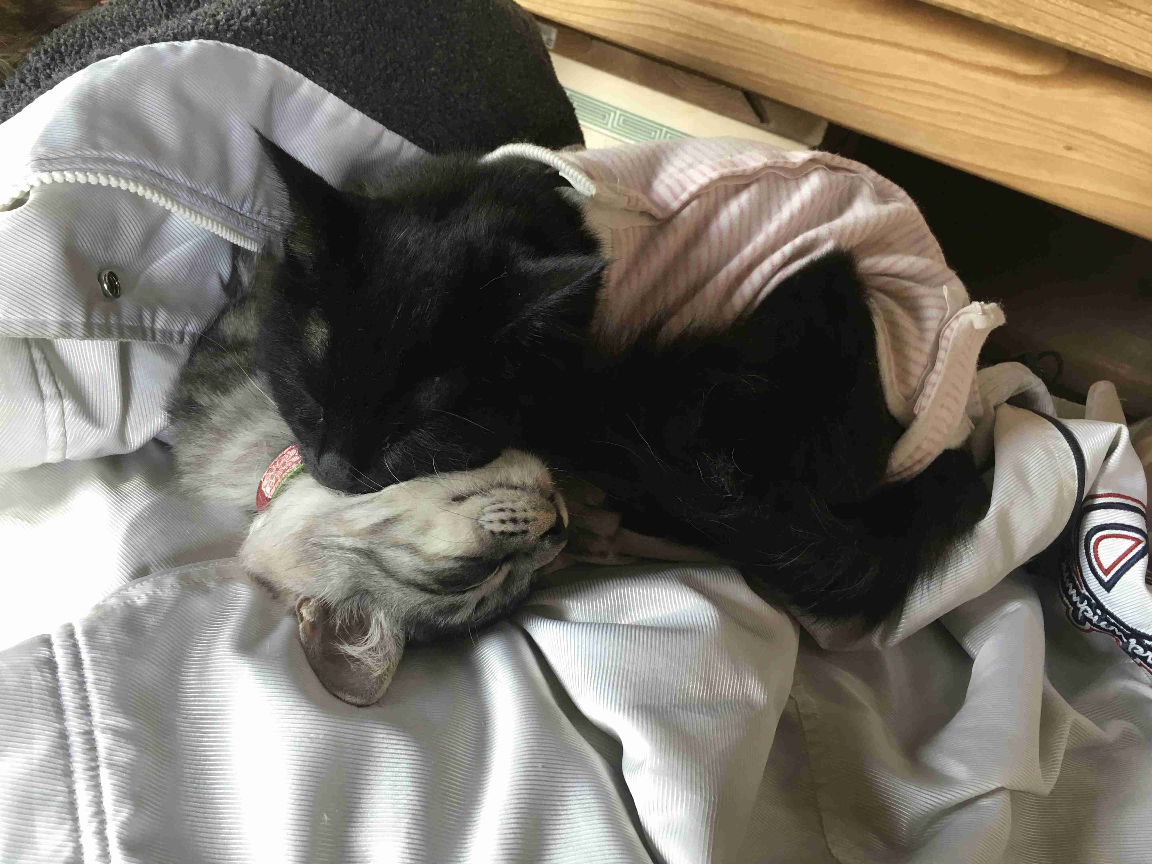 (身バレしない程度に)お宅の猫ちゃん見せてください！part8