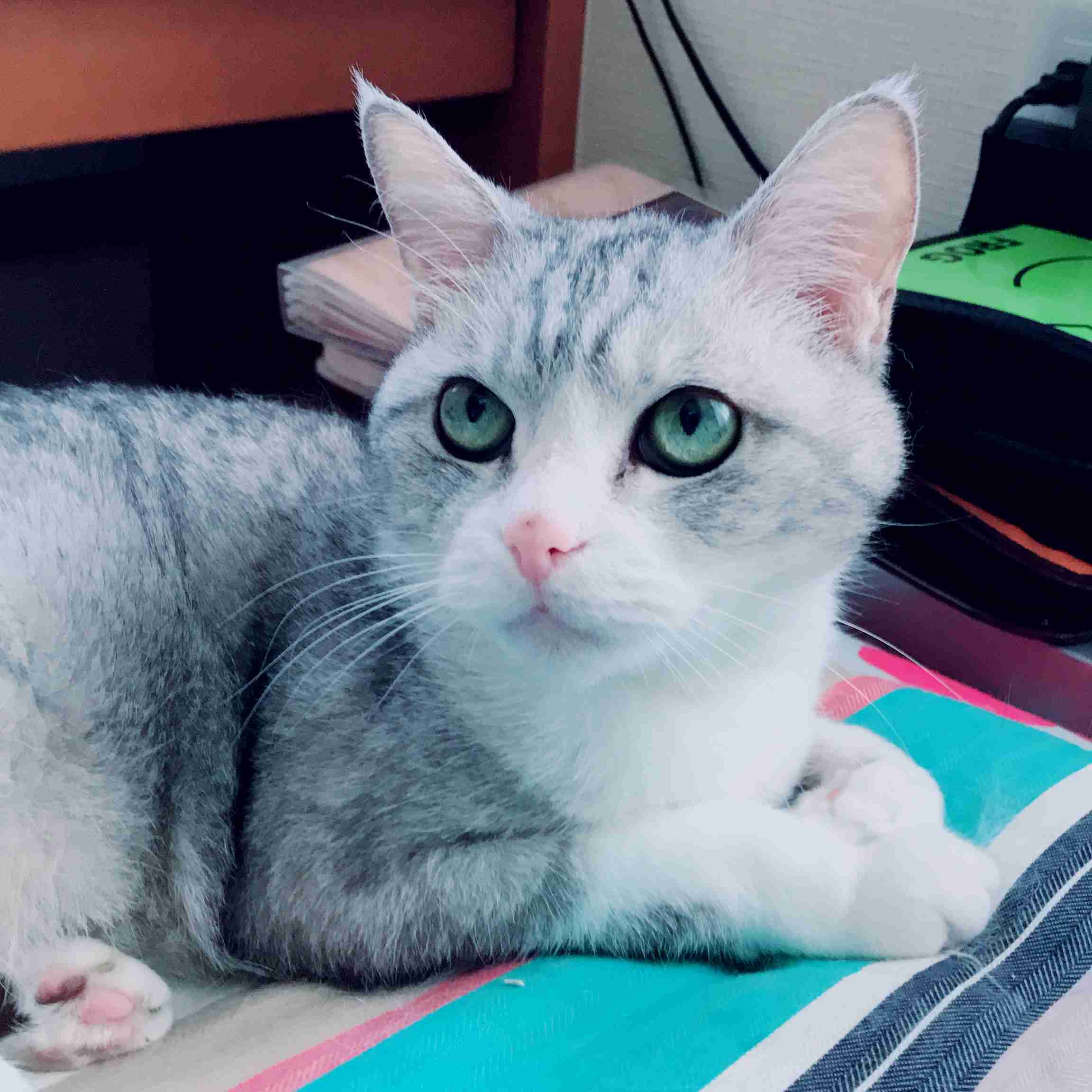 (身バレしない程度に)お宅の猫ちゃん見せてください！part8