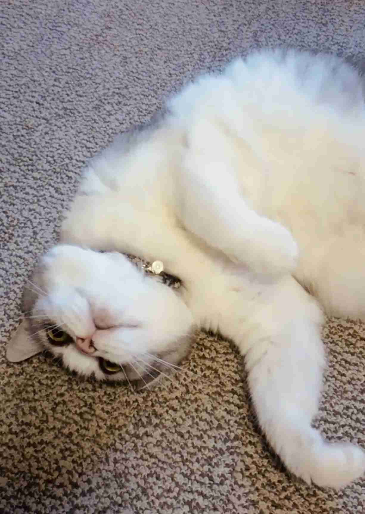 (身バレしない程度に)お宅の猫ちゃん見せてください！part8