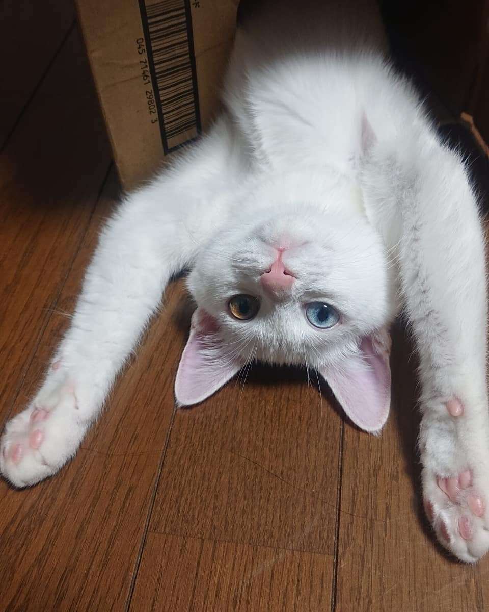 (身バレしない程度に)お宅の猫ちゃん見せてください！part8