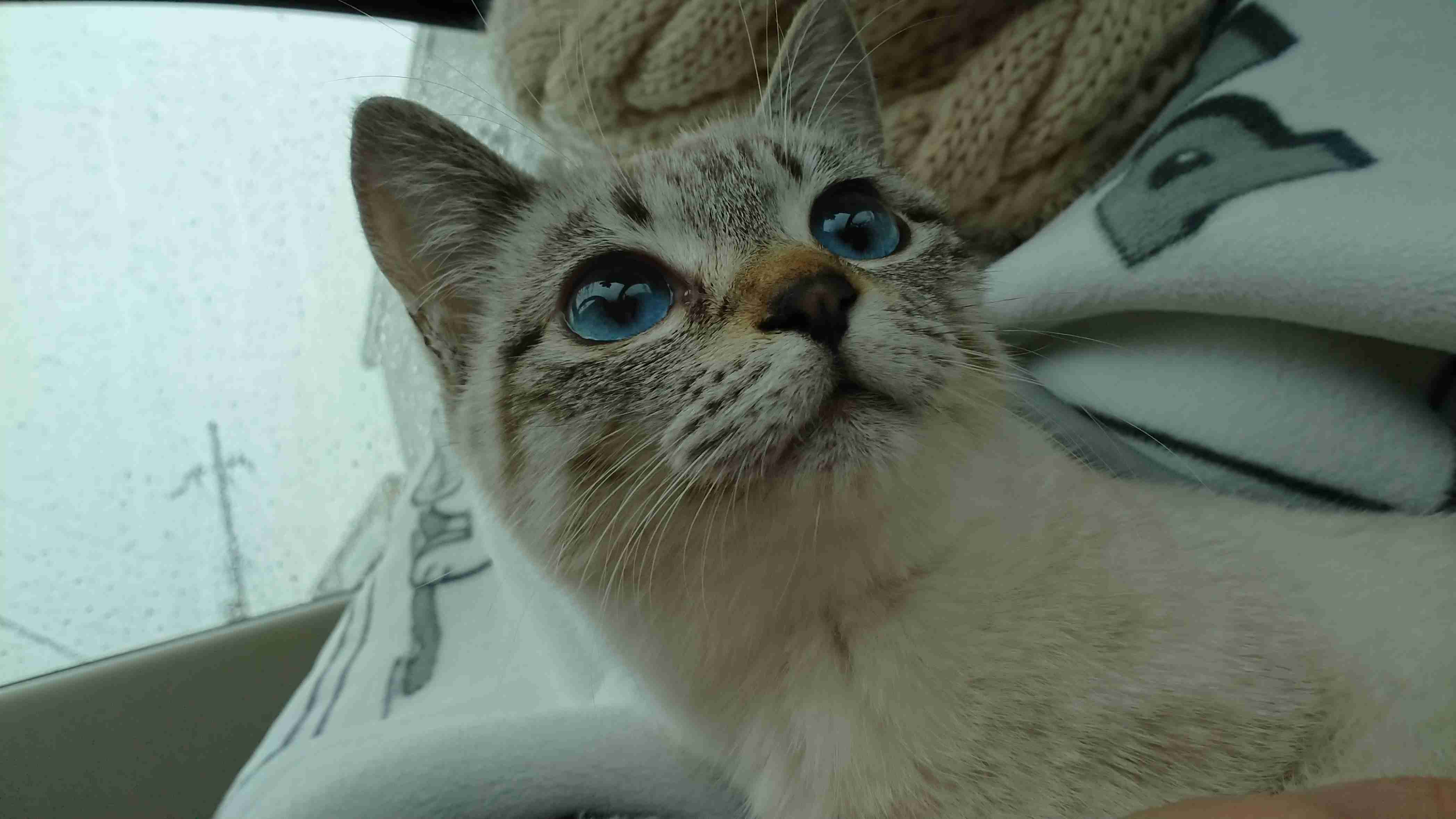 (身バレしない程度に)お宅の猫ちゃん見せてください！part8