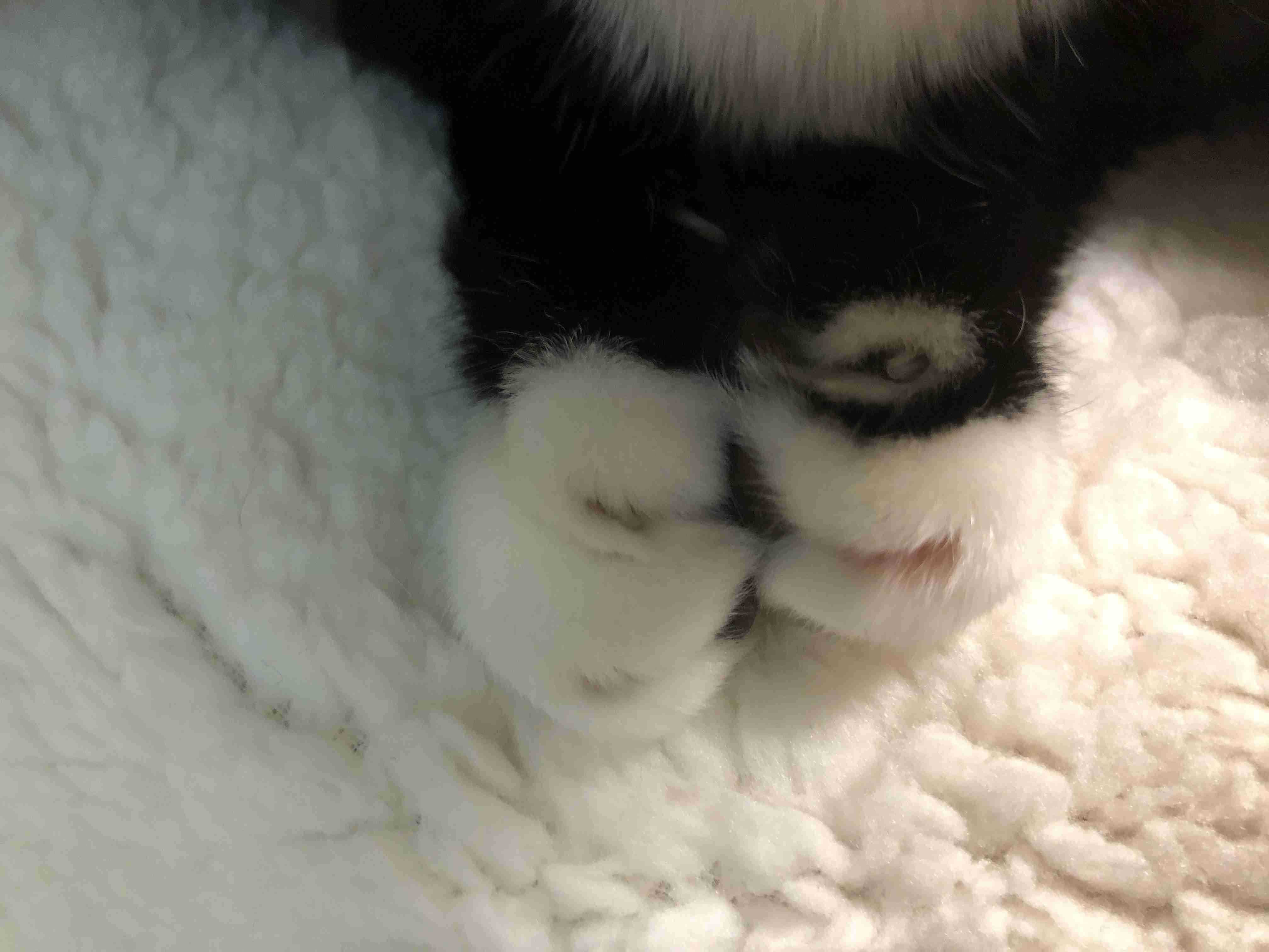 (身バレしない程度に)お宅の猫ちゃん見せてください！part8