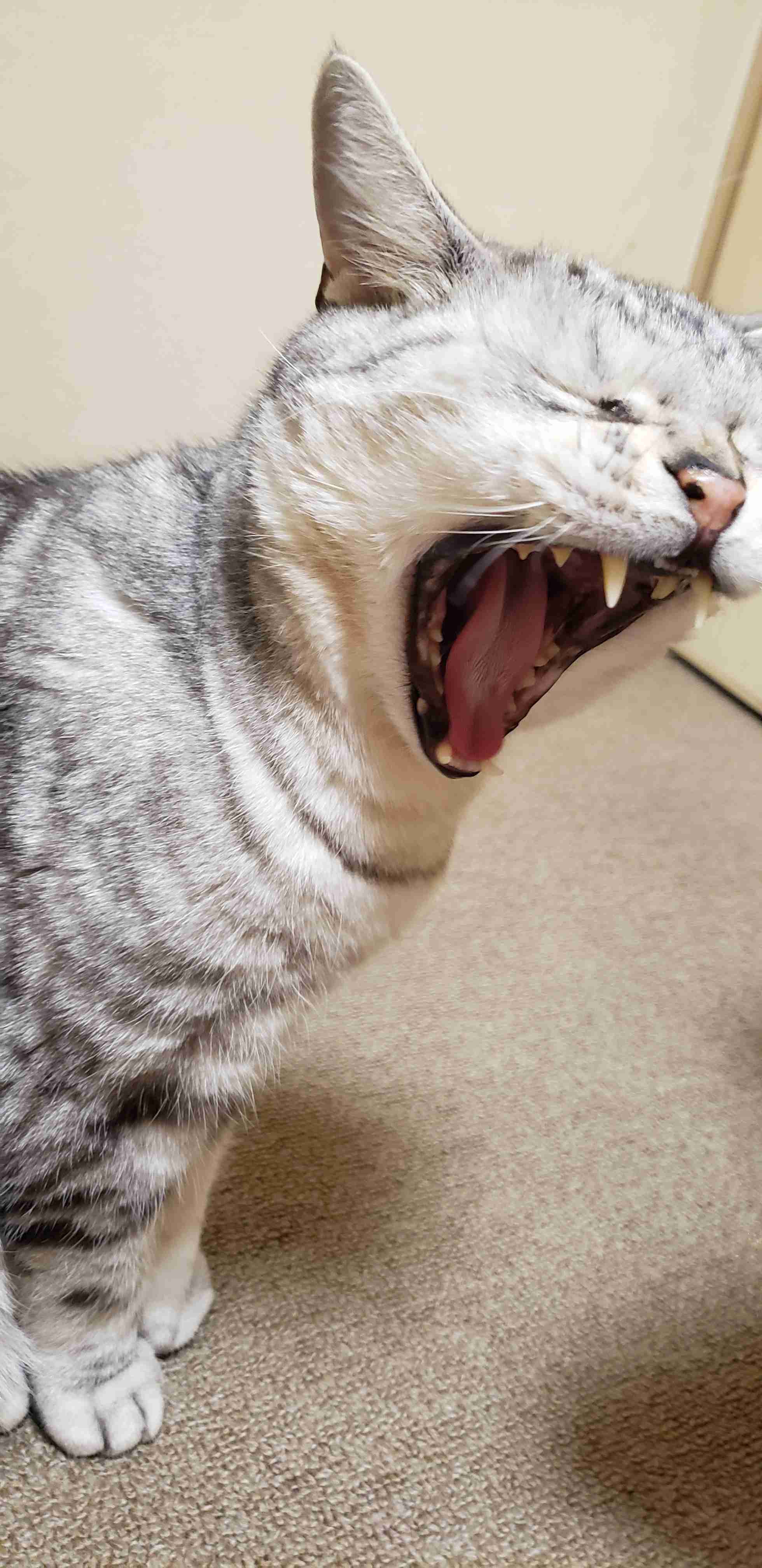 (身バレしない程度に)お宅の猫ちゃん見せてください！part8