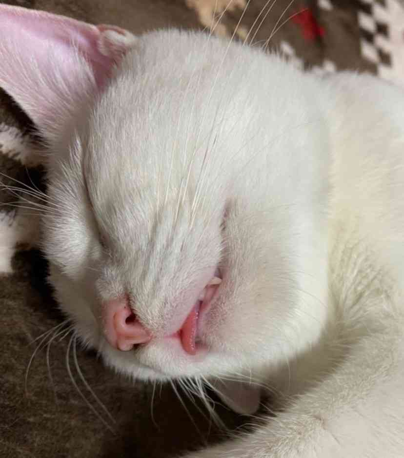 (身バレしない程度に)お宅の猫ちゃん見せてください！part8