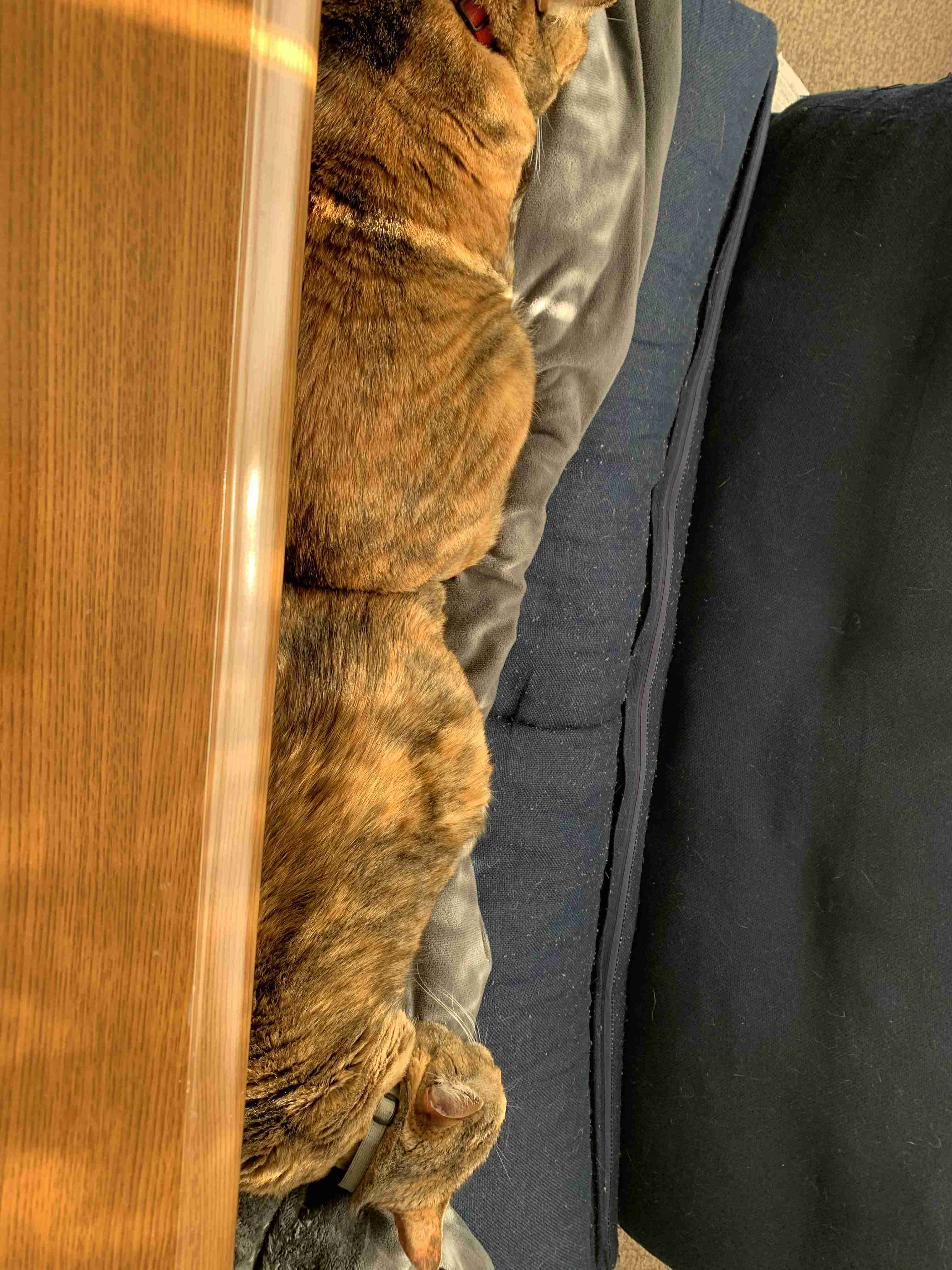 (身バレしない程度に)お宅の猫ちゃん見せてください！part8