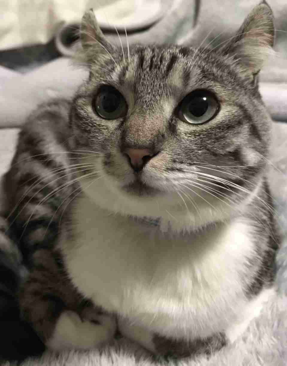 (身バレしない程度に)お宅の猫ちゃん見せてください！part8