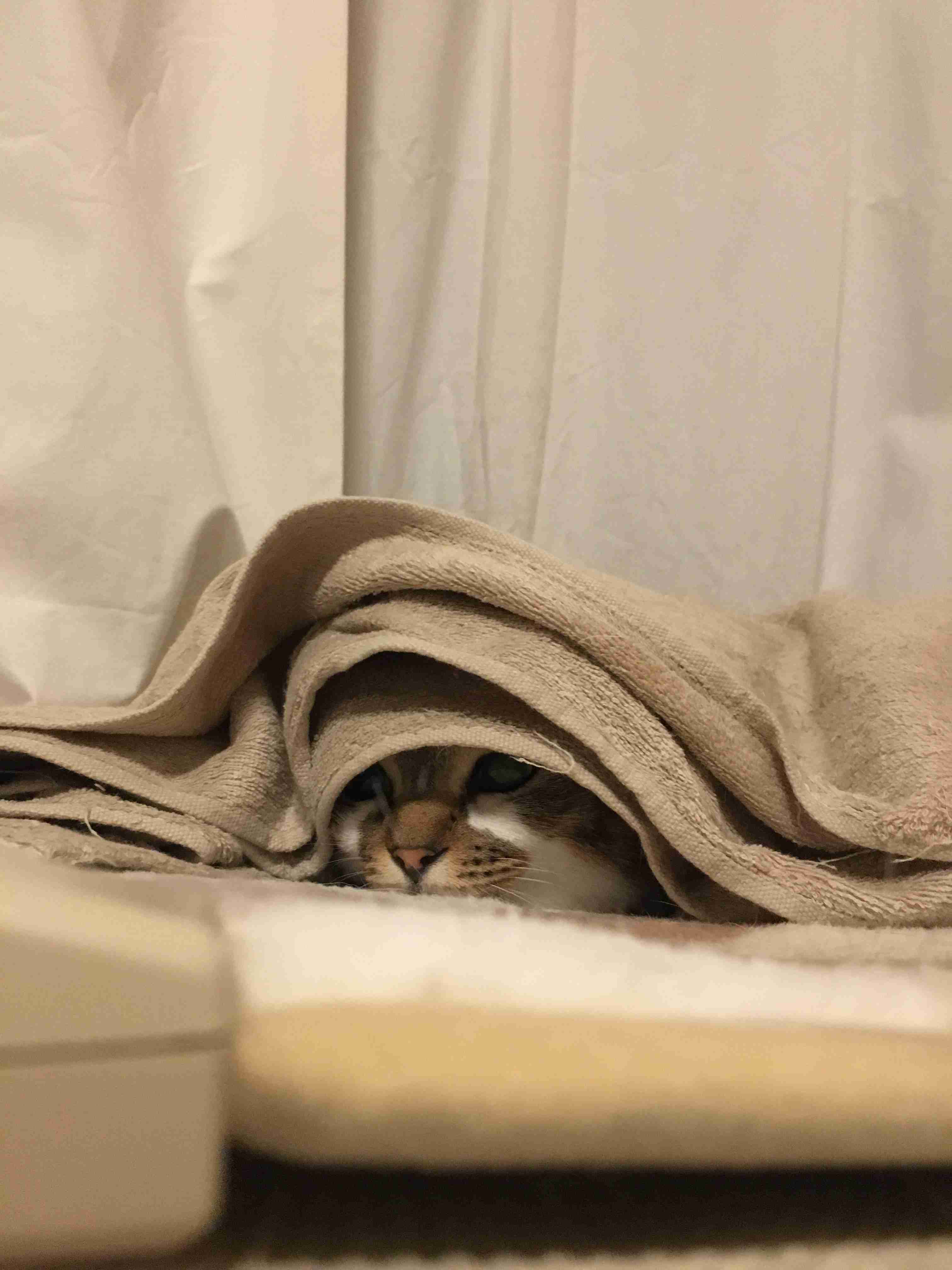 (身バレしない程度に)お宅の猫ちゃん見せてください！part8