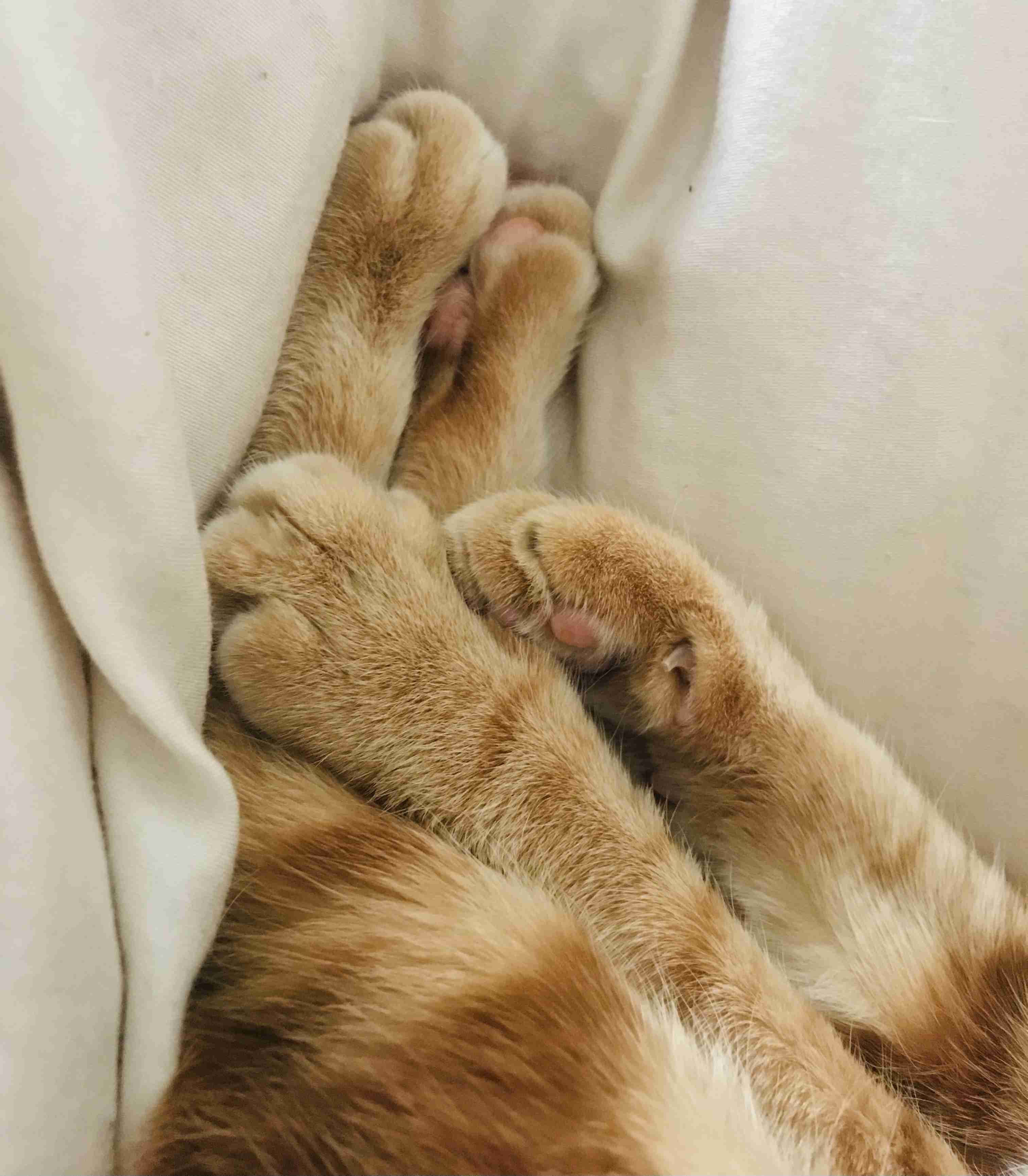 (身バレしない程度に)お宅の猫ちゃん見せてください！part8