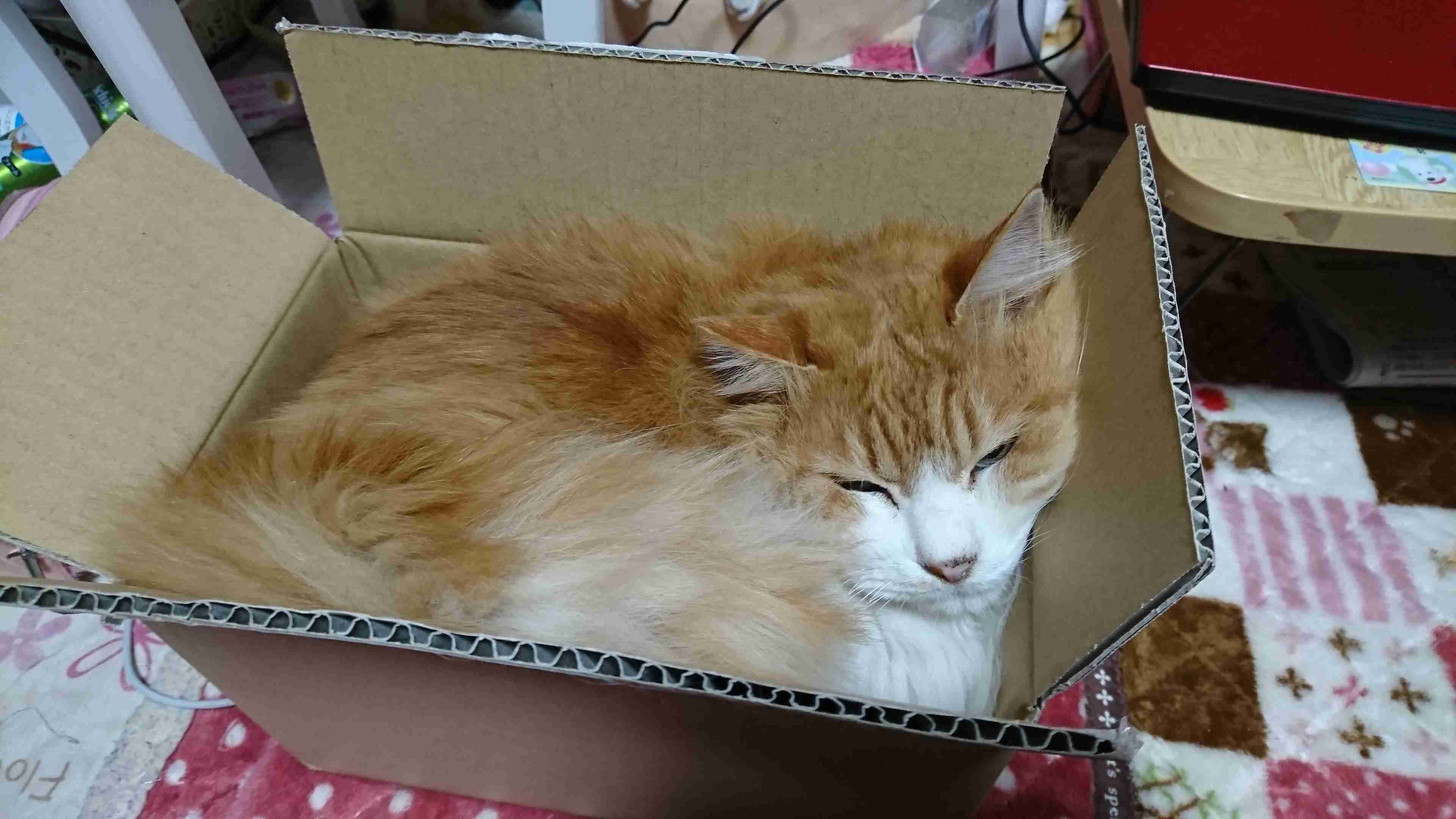 (身バレしない程度に)お宅の猫ちゃん見せてください！part8