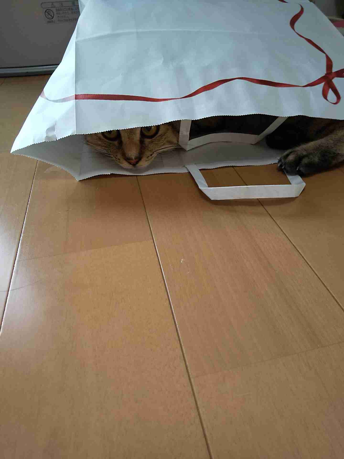 (身バレしない程度に)お宅の猫ちゃん見せてください！part8