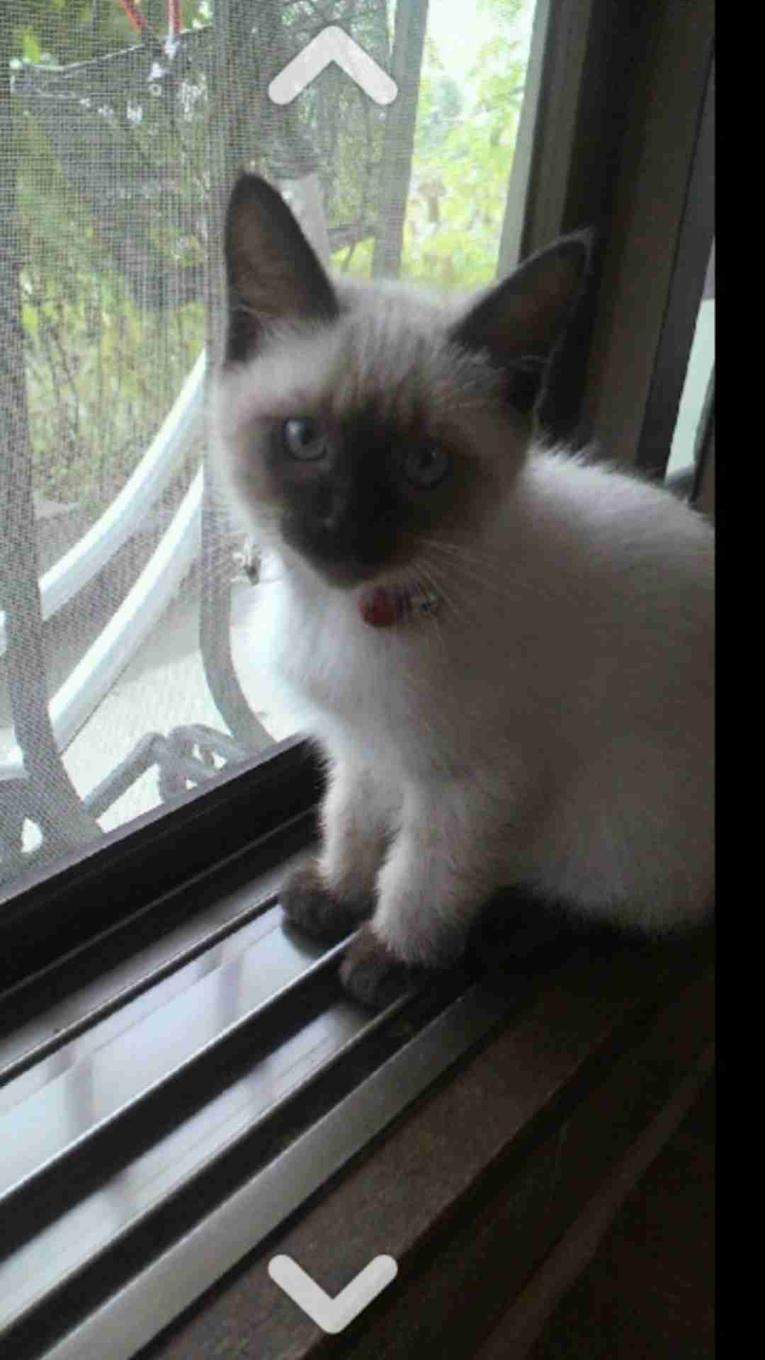 (身バレしない程度に)お宅の猫ちゃん見せてください！part8