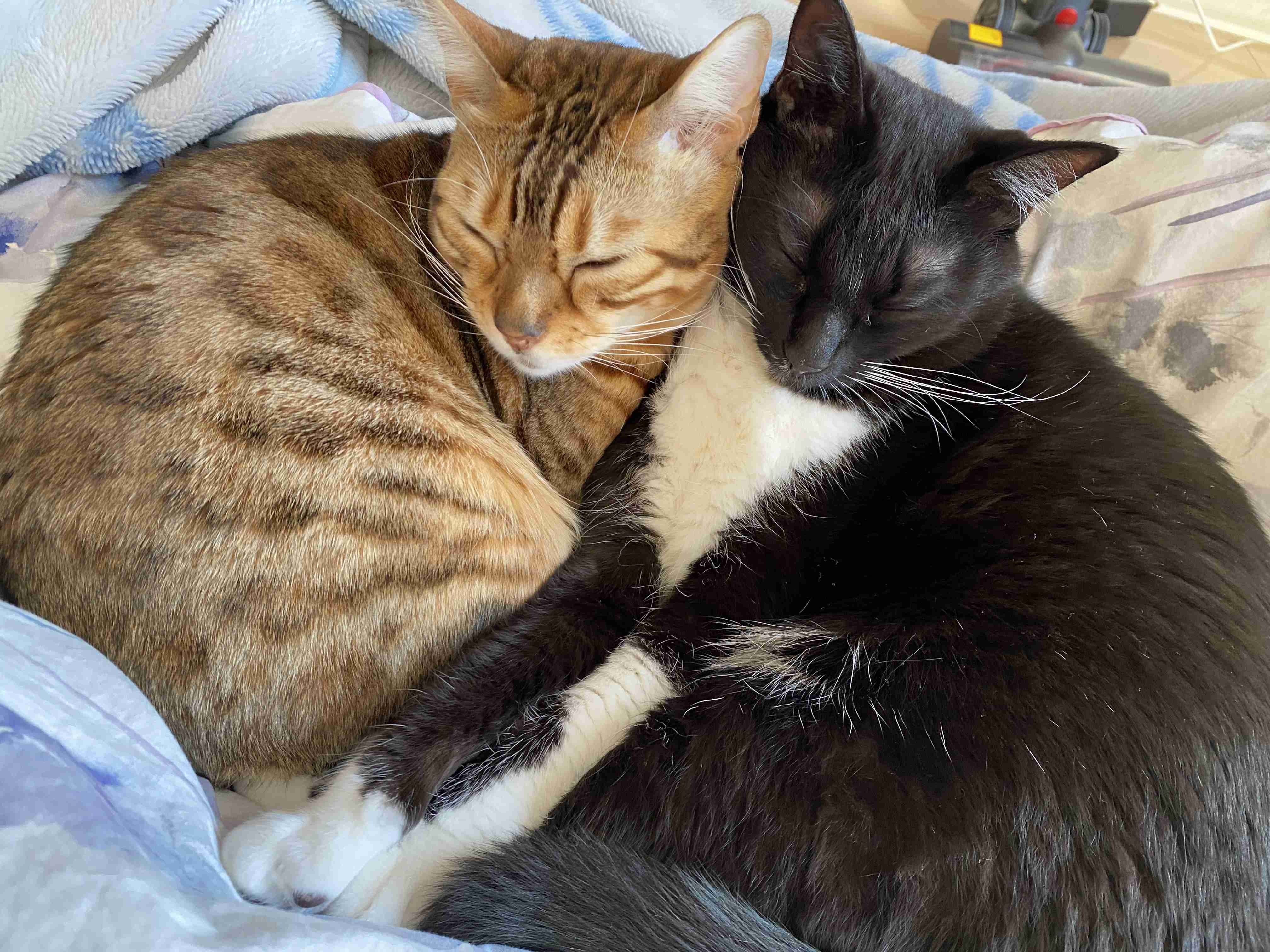 (身バレしない程度に)お宅の猫ちゃん見せてください！part8