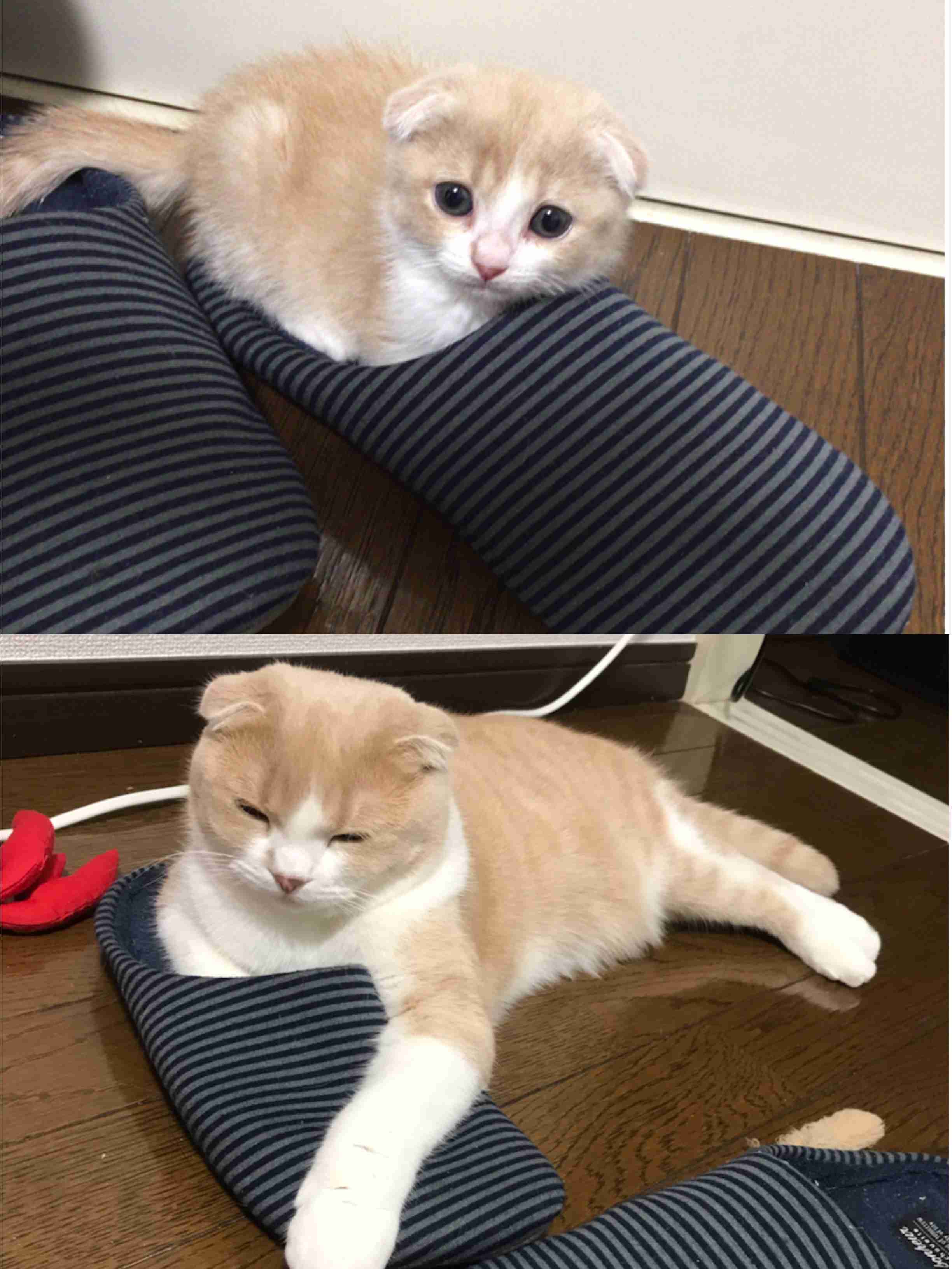 (身バレしない程度に)お宅の猫ちゃん見せてください！part8