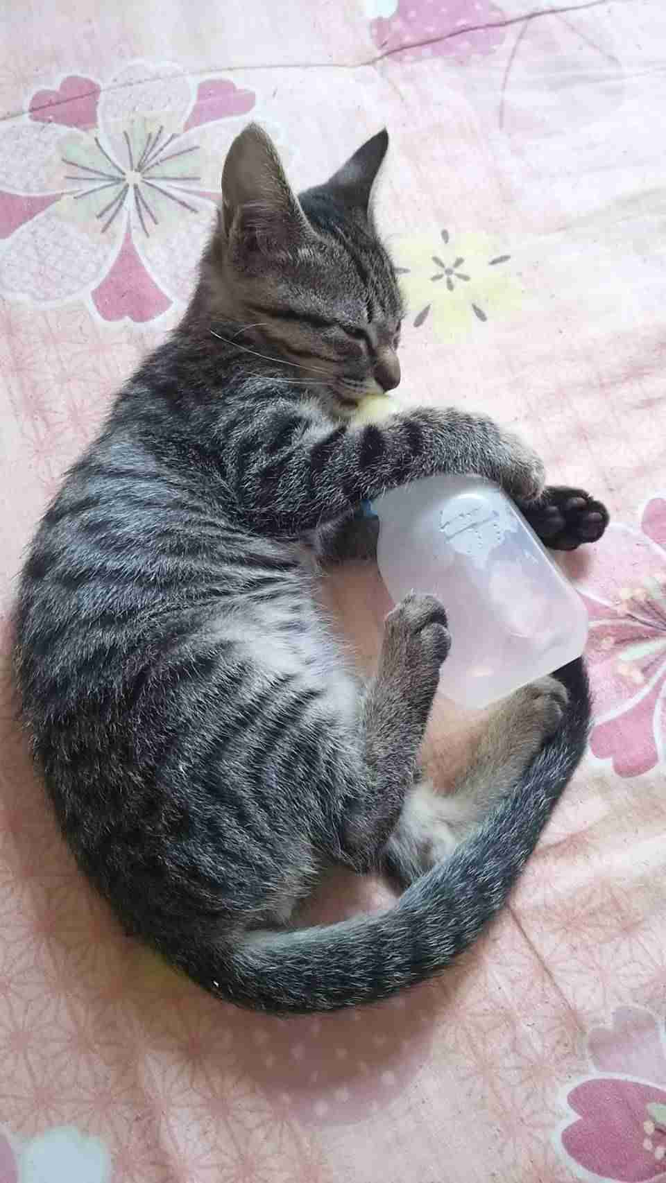 (身バレしない程度に)お宅の猫ちゃん見せてください！part8