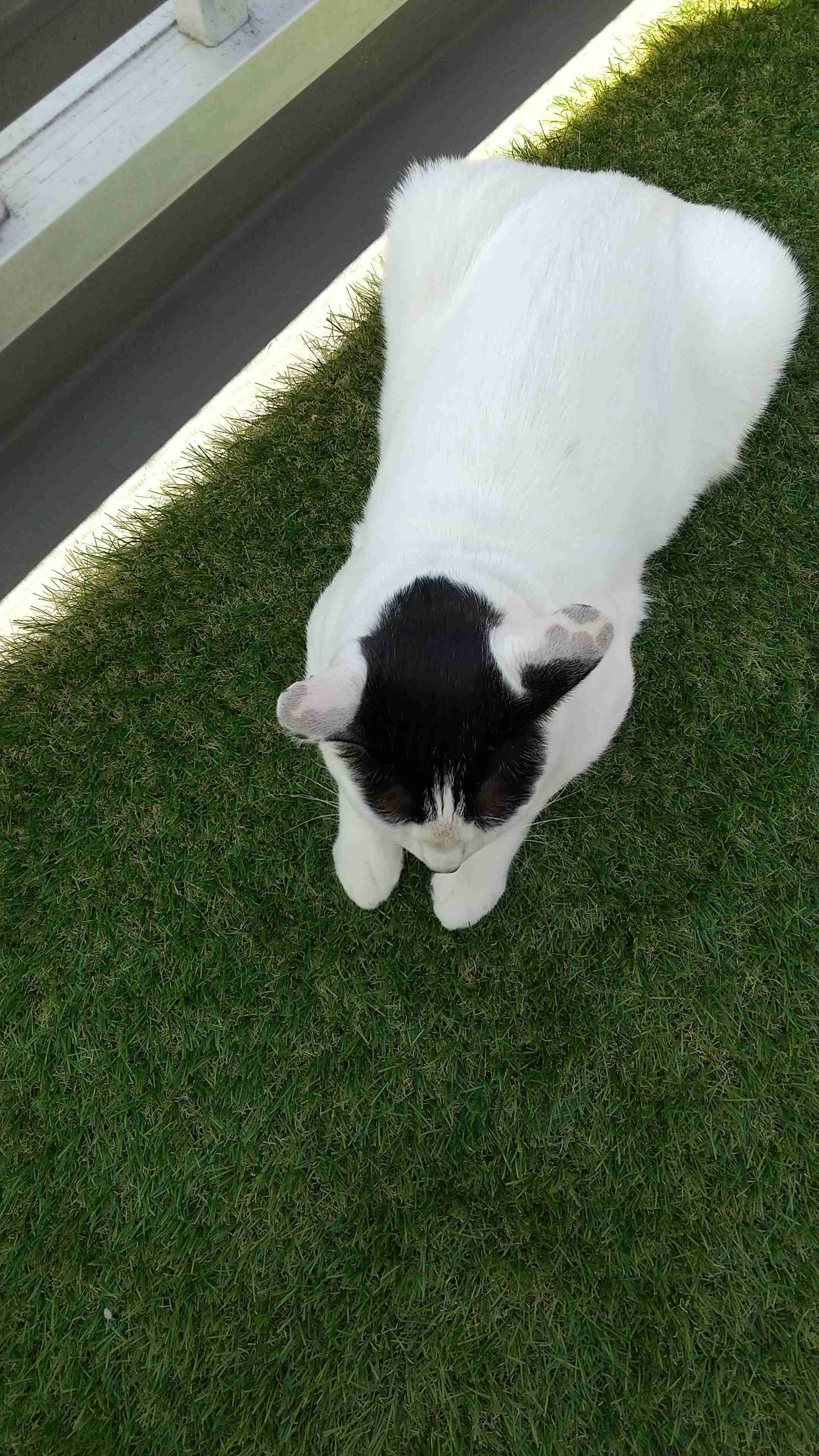 (身バレしない程度に)お宅の猫ちゃん見せてください！part8