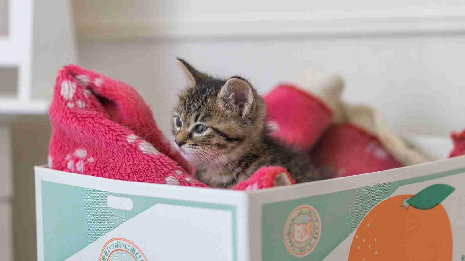 (身バレしない程度に)お宅の猫ちゃん見せてください！part8