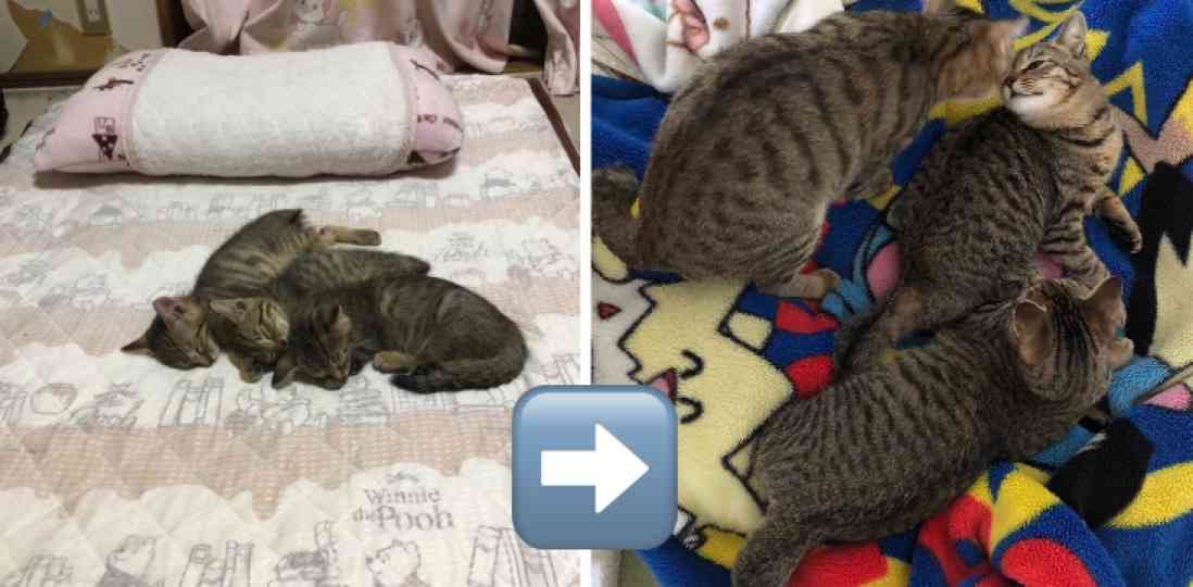 (身バレしない程度に)お宅の猫ちゃん見せてください！part8