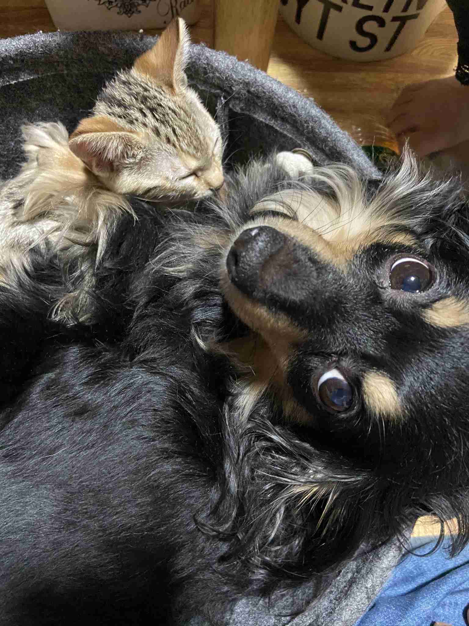 (身バレしない程度に)お宅の猫ちゃん見せてください！part8