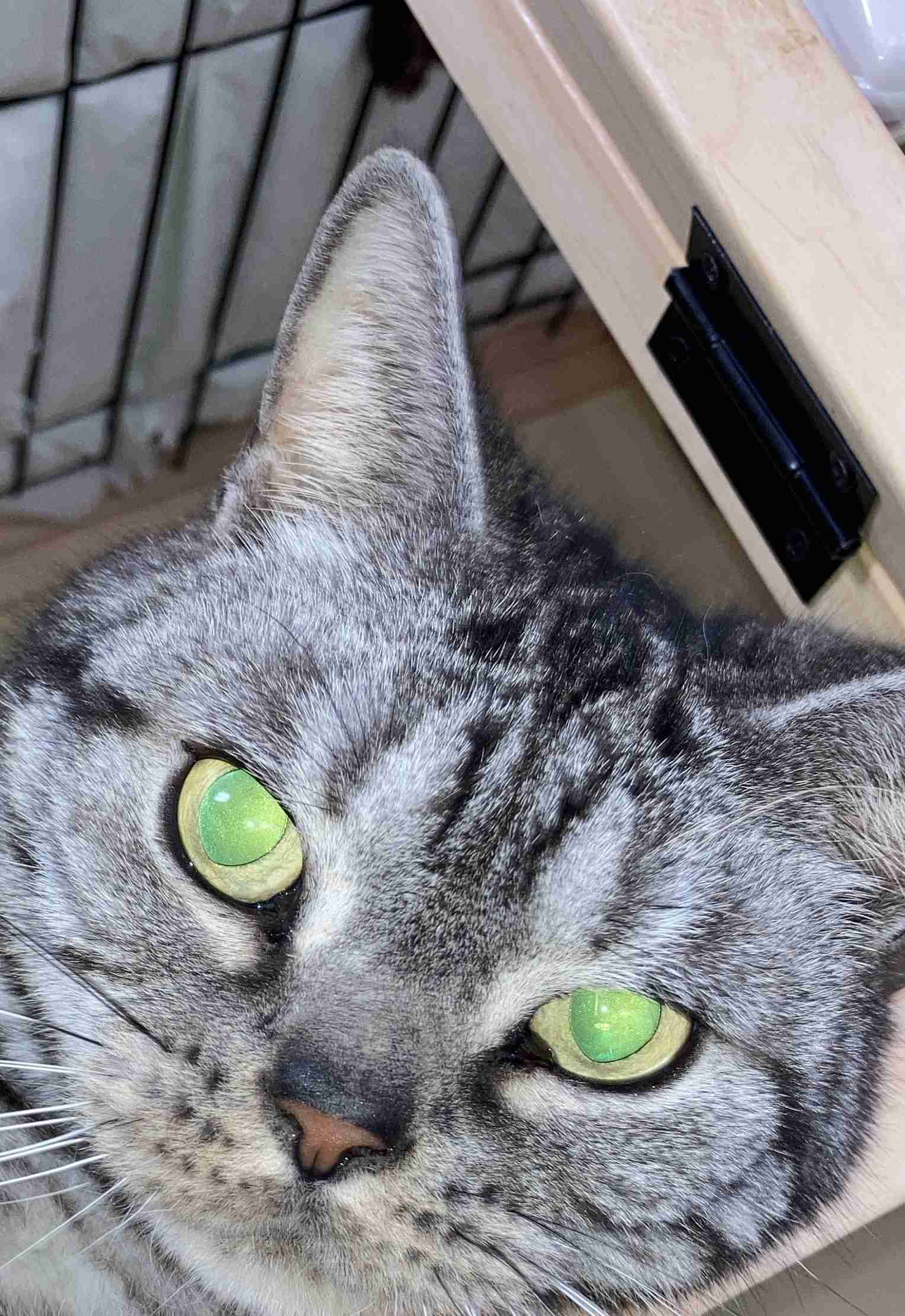 (身バレしない程度に)お宅の猫ちゃん見せてください！part8