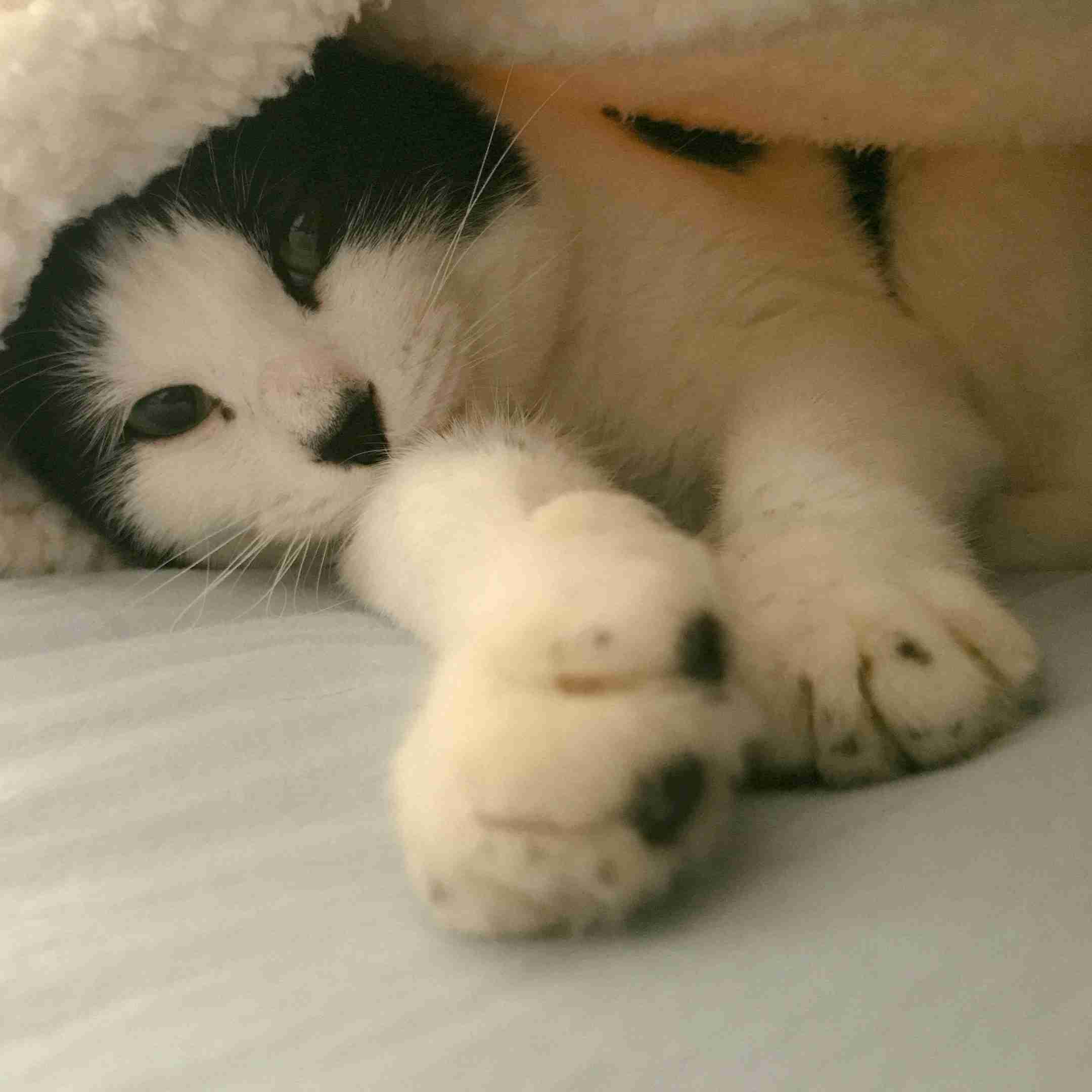 (身バレしない程度に)お宅の猫ちゃん見せてください！part8