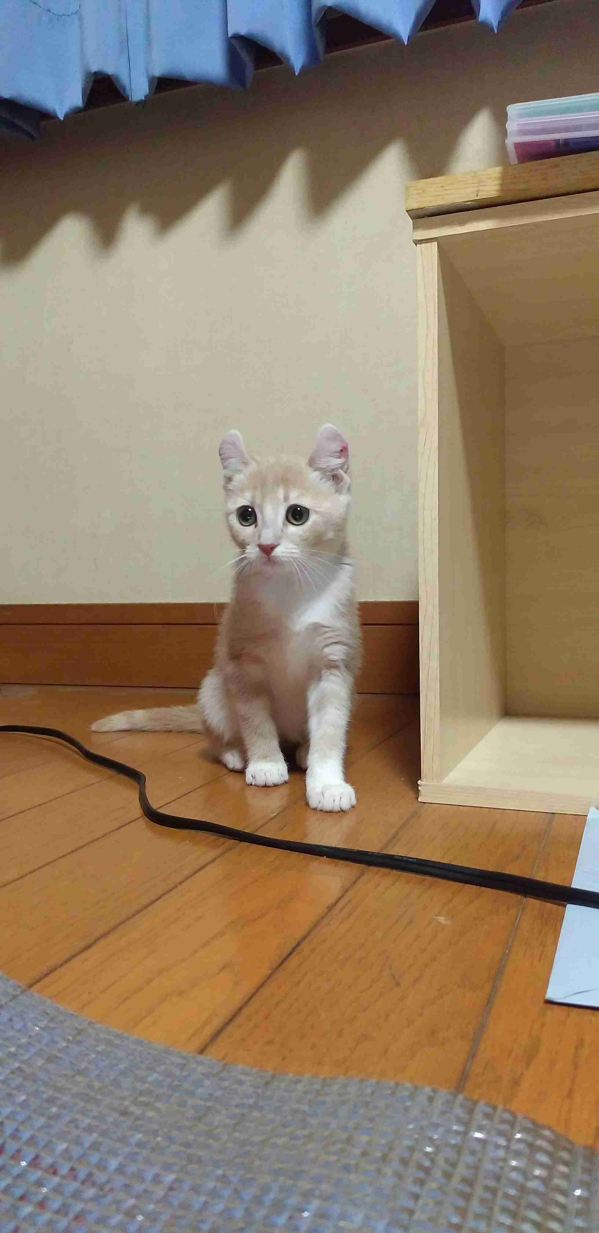 (身バレしない程度に)お宅の猫ちゃん見せてください！part8