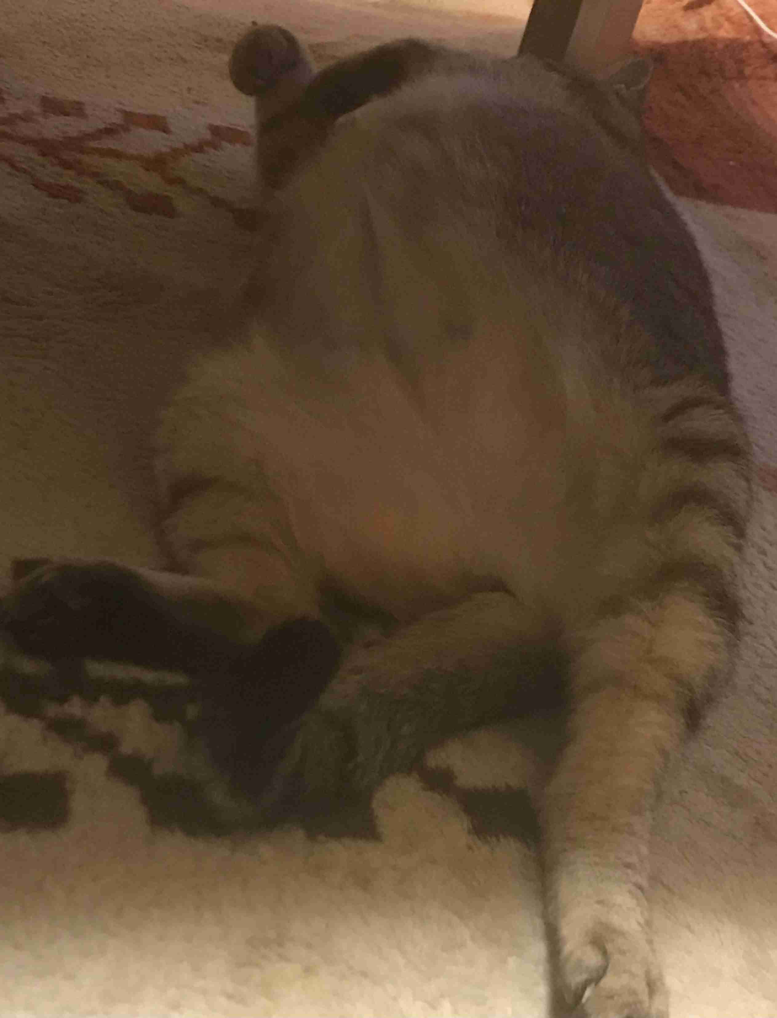 (身バレしない程度に)お宅の猫ちゃん見せてください！part8