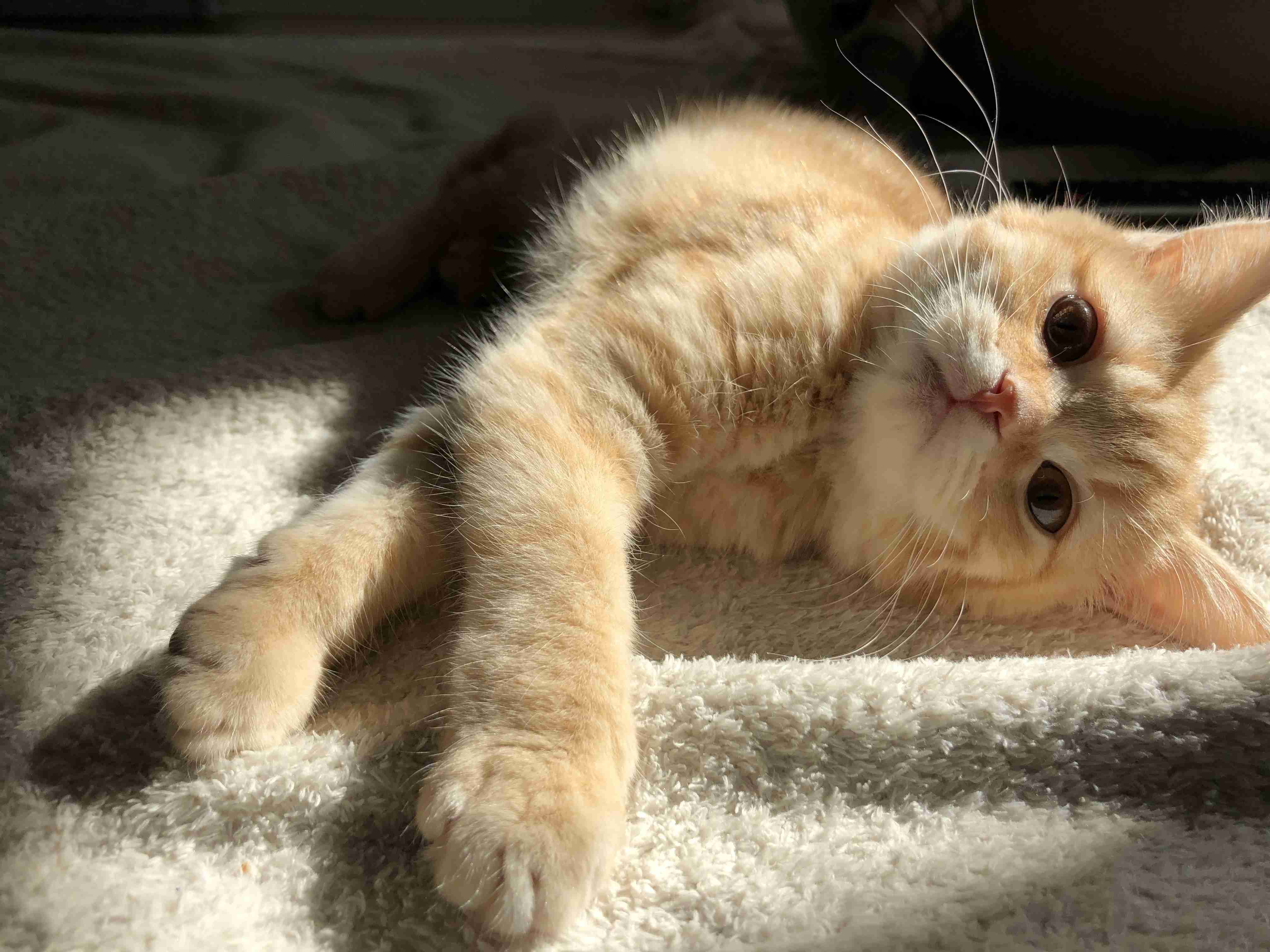 (身バレしない程度に)お宅の猫ちゃん見せてください！part8