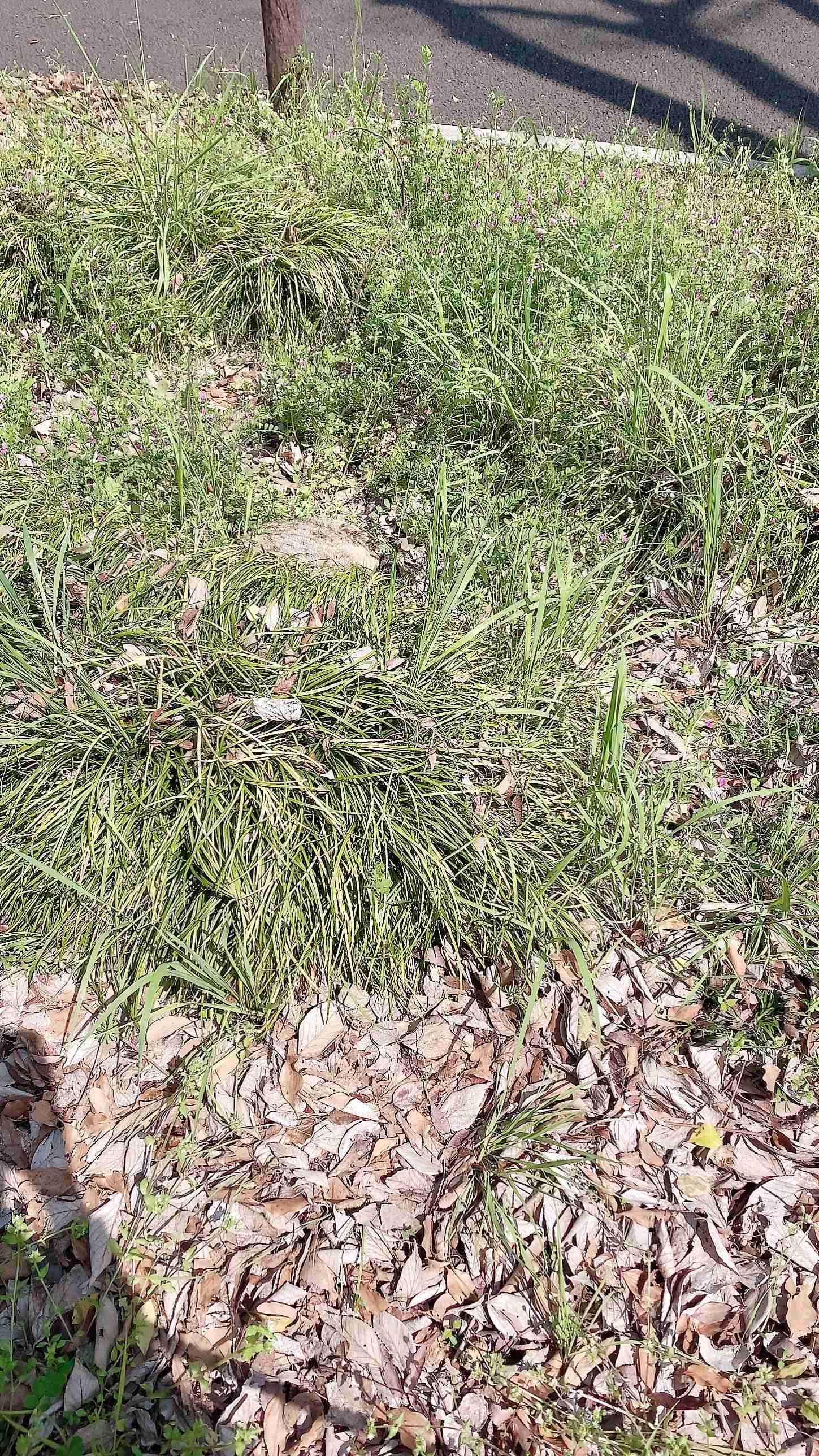 (身バレしない程度に)お宅の猫ちゃん見せてください！part8