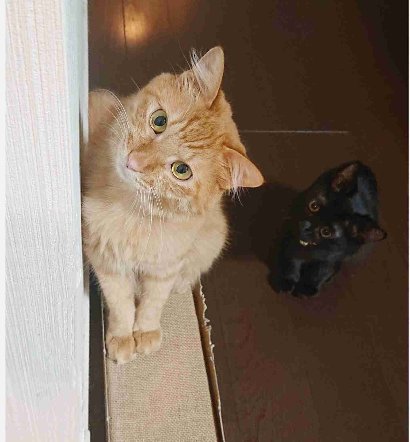 (身バレしない程度に)お宅の猫ちゃん見せてください！part8