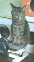 (身バレしない程度に)お宅の猫ちゃん見せてください！part8