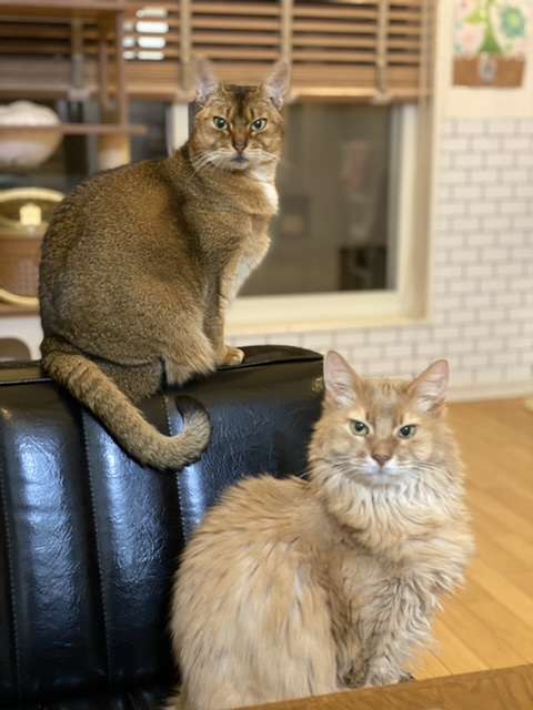 (身バレしない程度に)お宅の猫ちゃん見せてください！part8