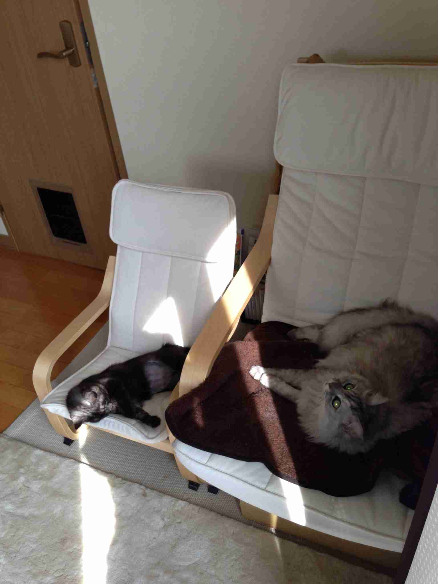 (身バレしない程度に)お宅の猫ちゃん見せてください！part8