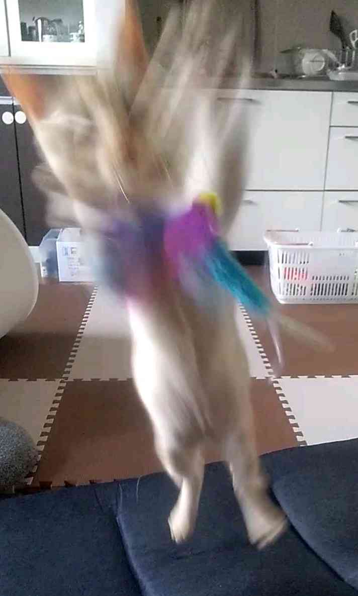 (身バレしない程度に)お宅の猫ちゃん見せてください！part8