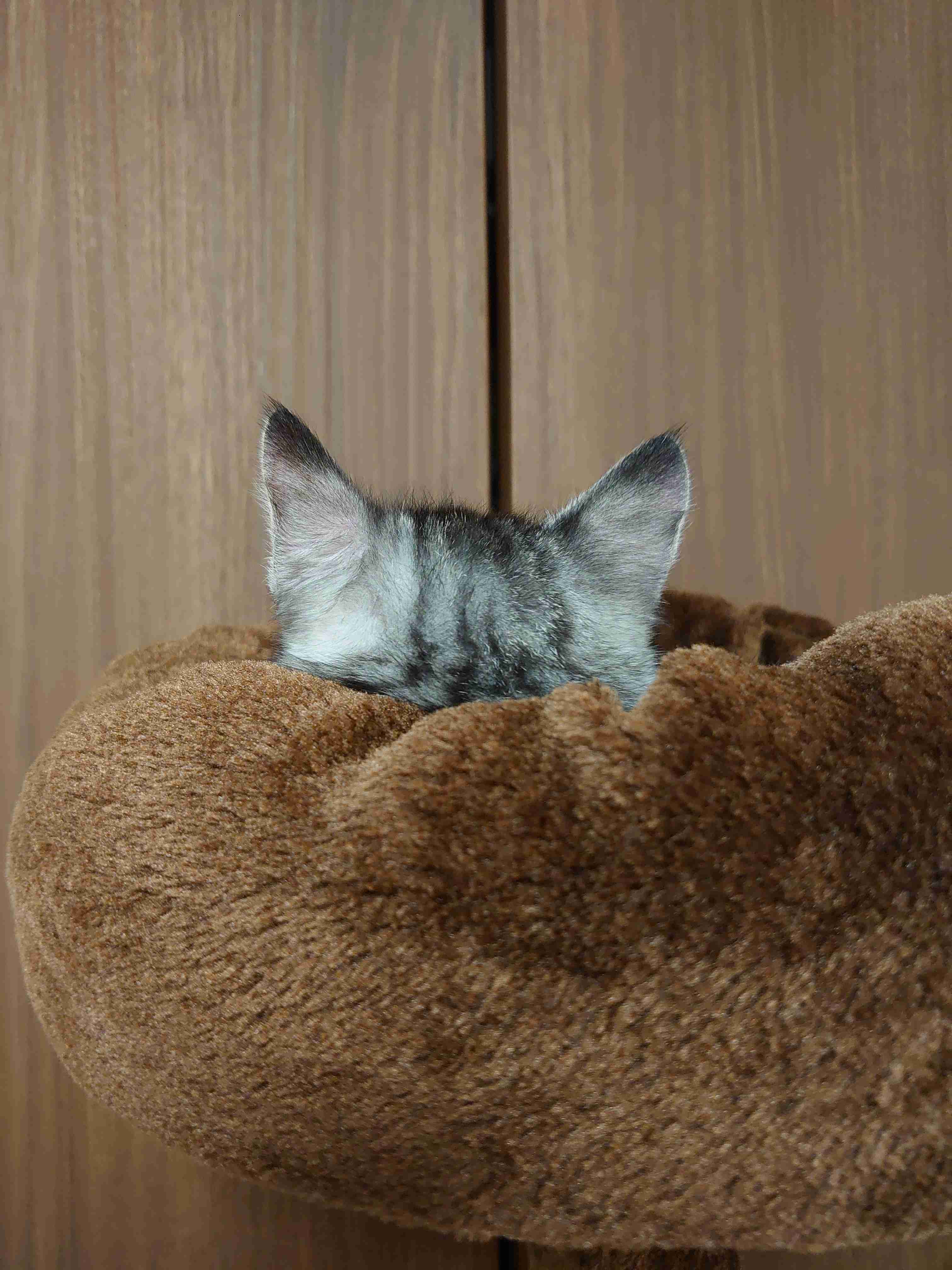 (身バレしない程度に)お宅の猫ちゃん見せてください！part8