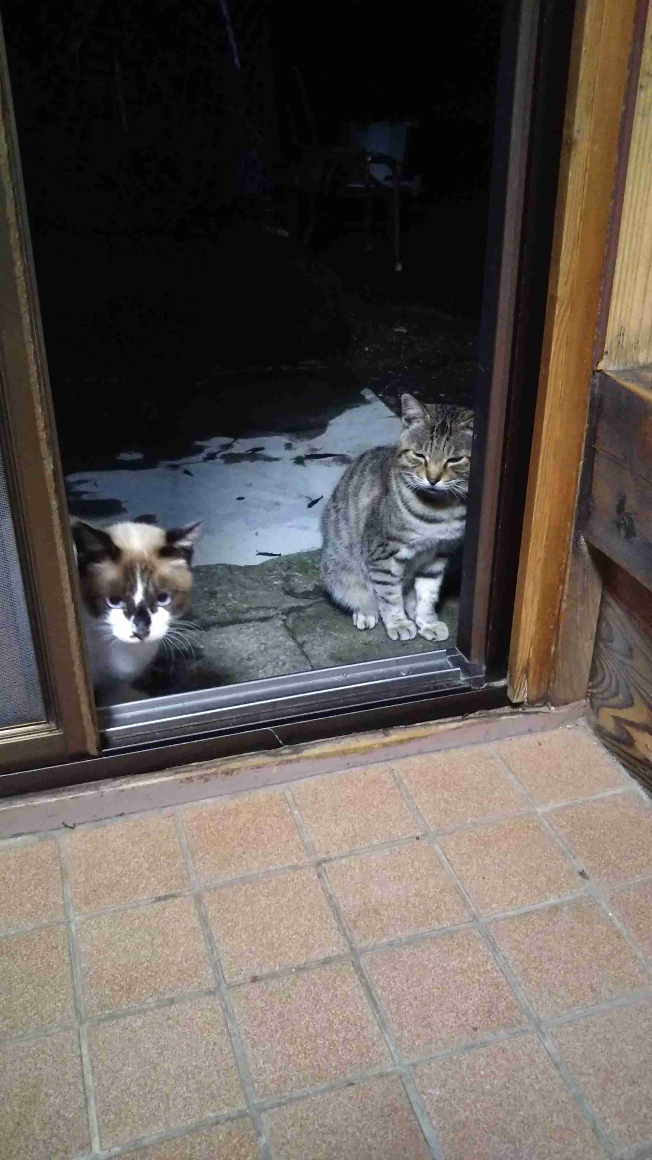 (身バレしない程度に)お宅の猫ちゃん見せてください！part8