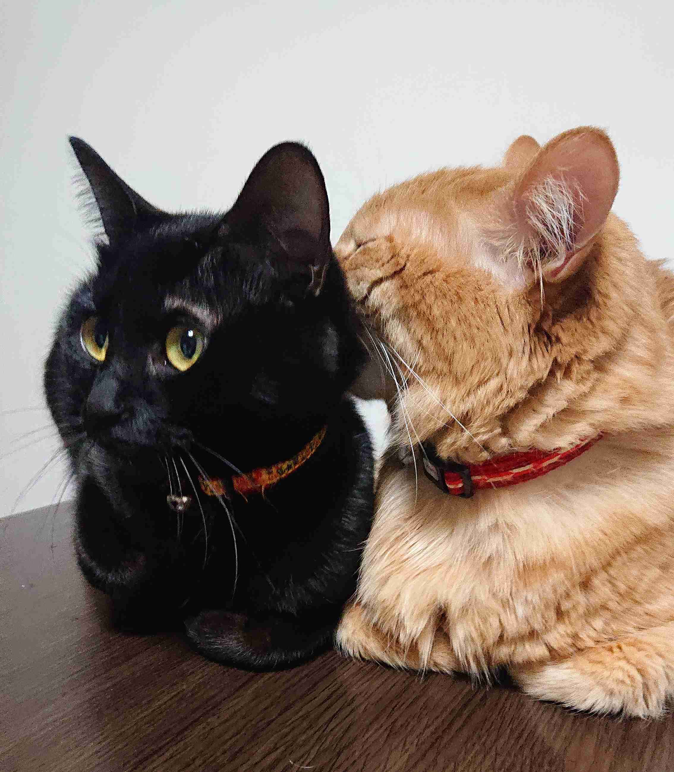 (身バレしない程度に)お宅の猫ちゃん見せてください！part8