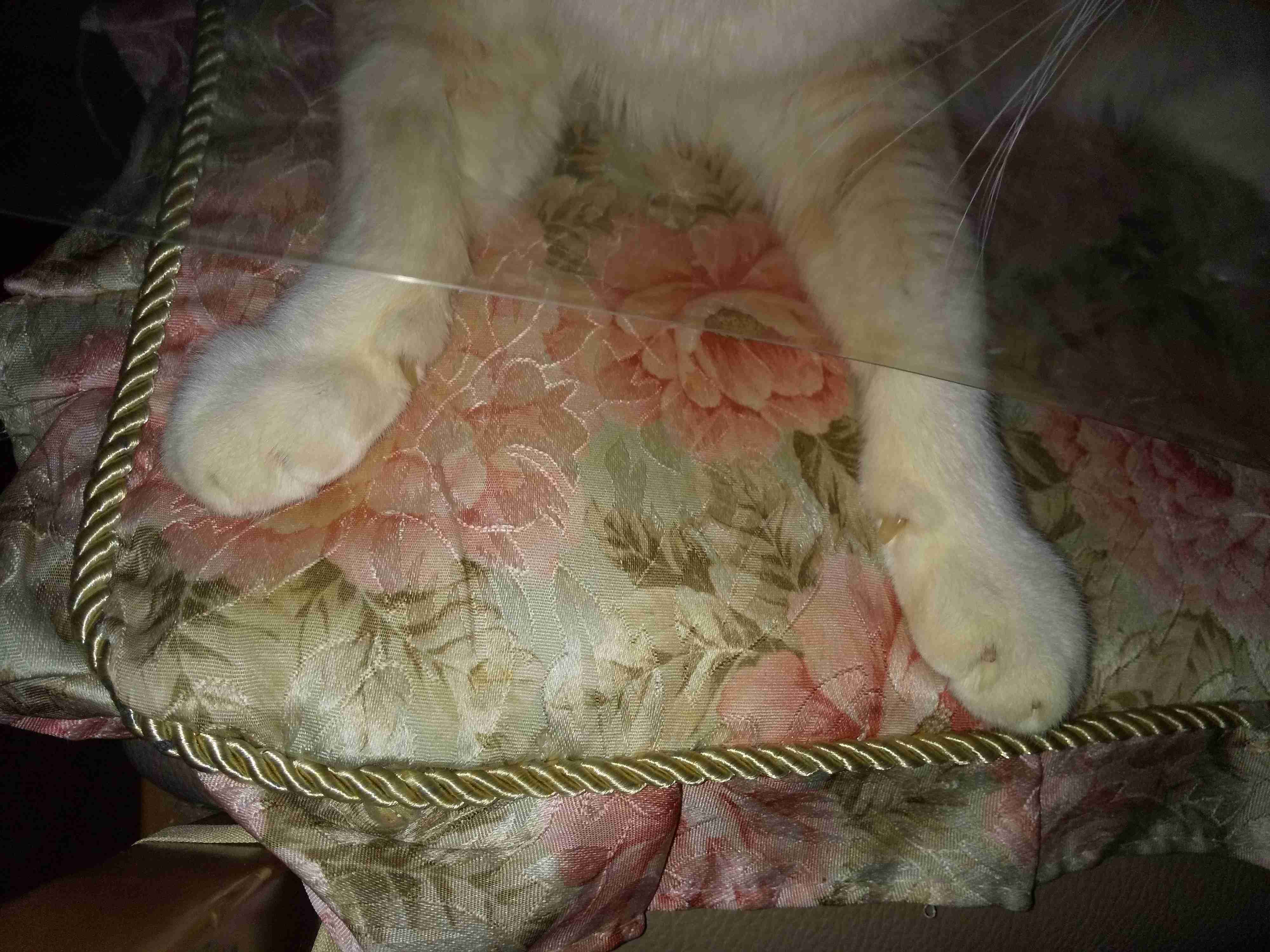 (身バレしない程度に)お宅の猫ちゃん見せてください！part8