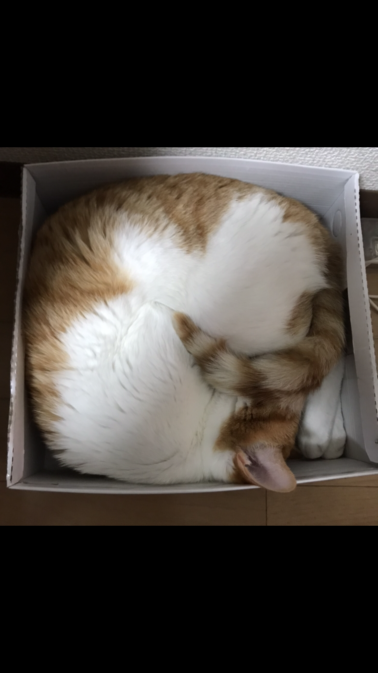 (身バレしない程度に)お宅の猫ちゃん見せてください！part8